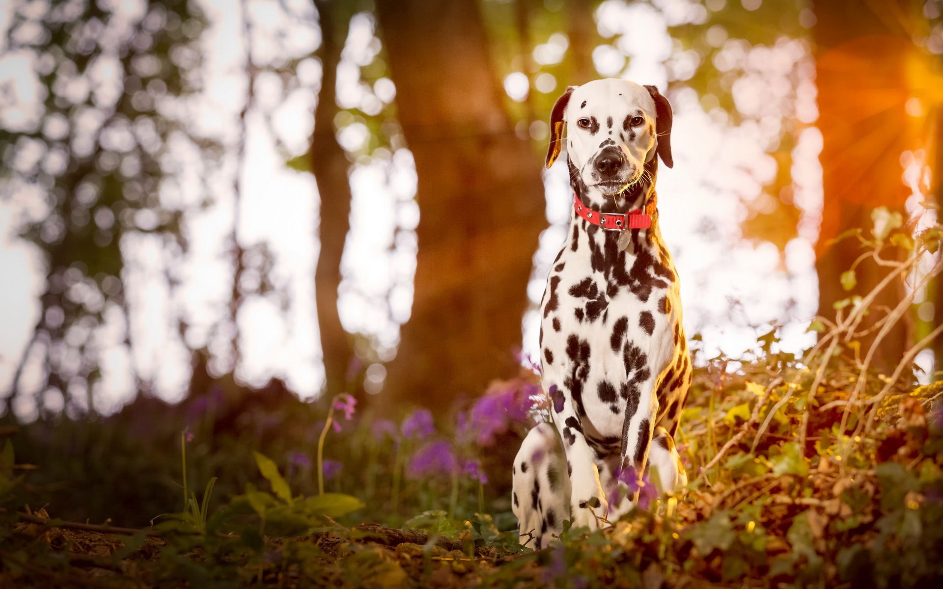 1920x1200 Wallpaper puppy, wood, dog, dalmatian