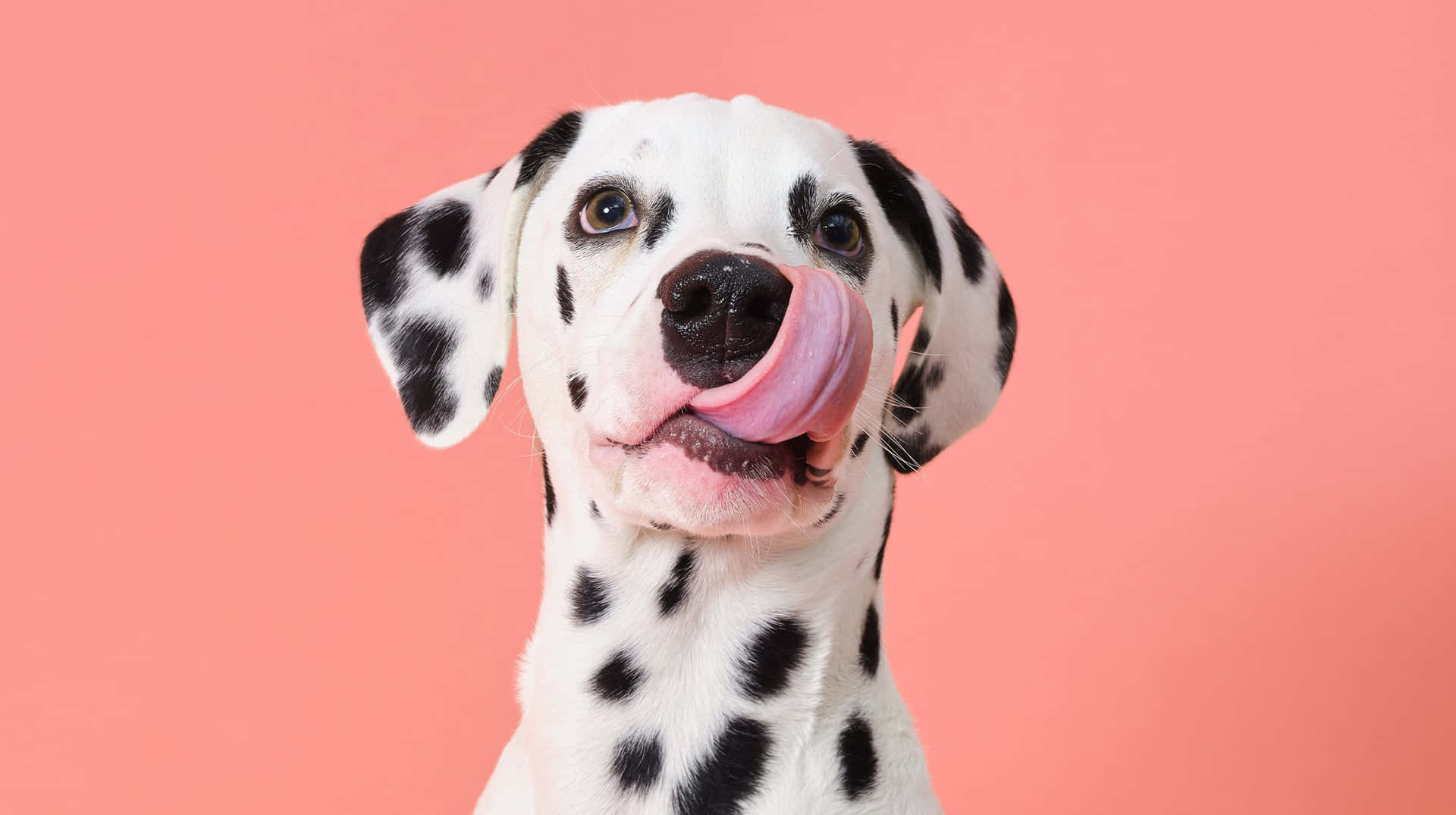 1920x1075 Dalmatian Picture