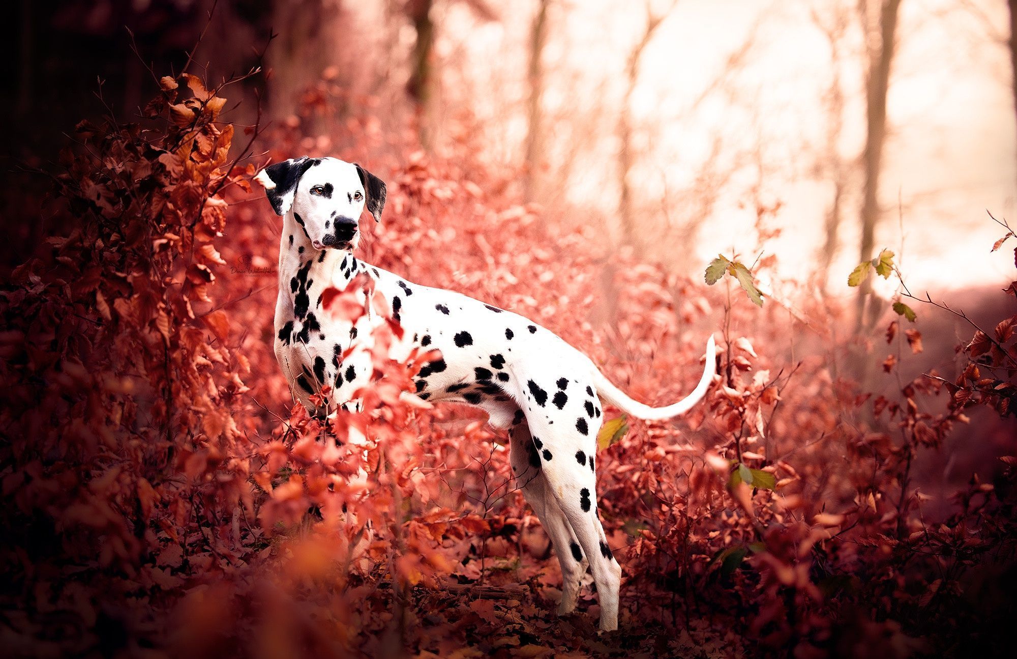 2000x1295 Download Dog Animal Dalmatian HD Wallpaper