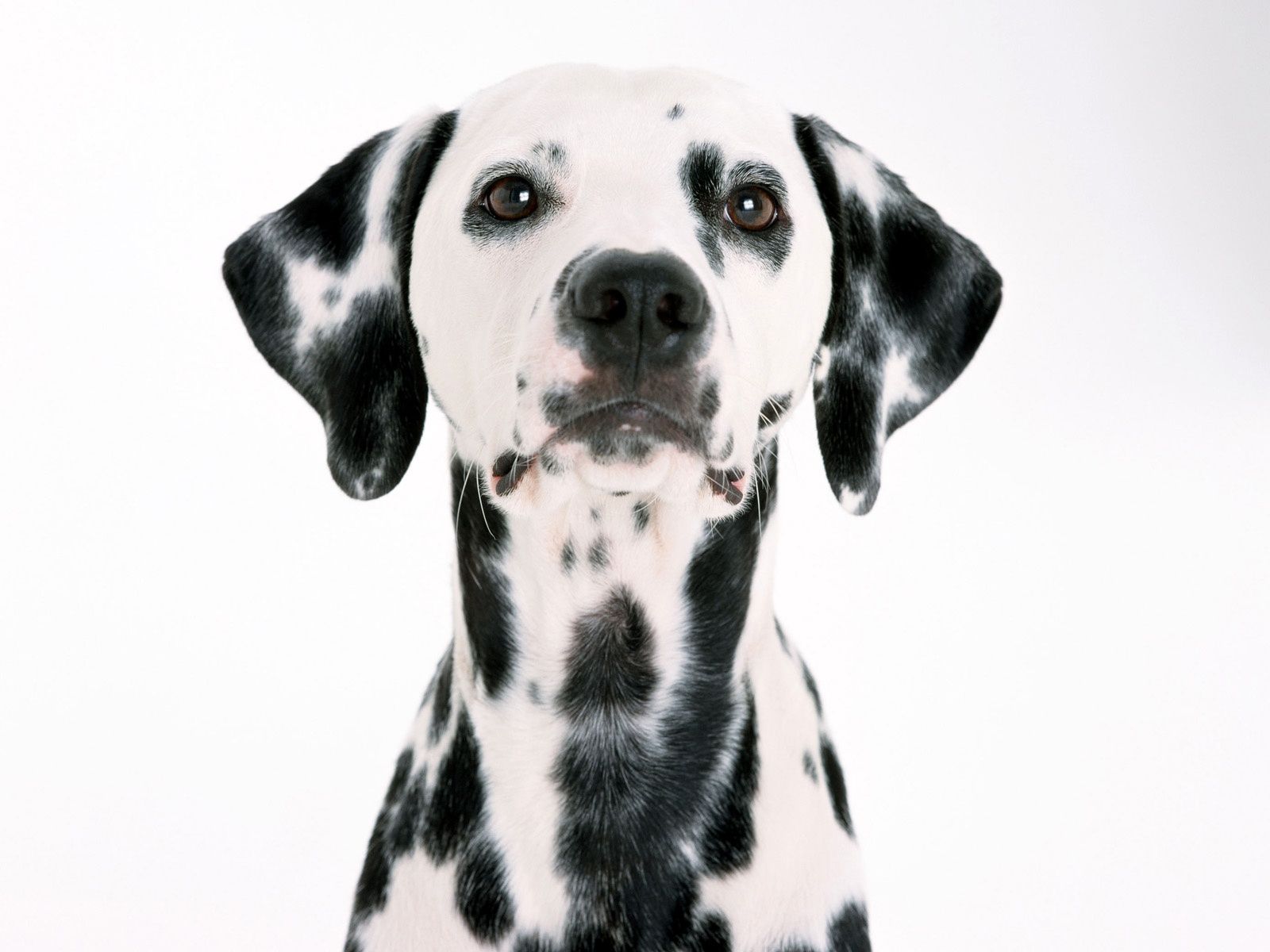 1600x1200 Dalmatian Dog Wallpaper. Free Image