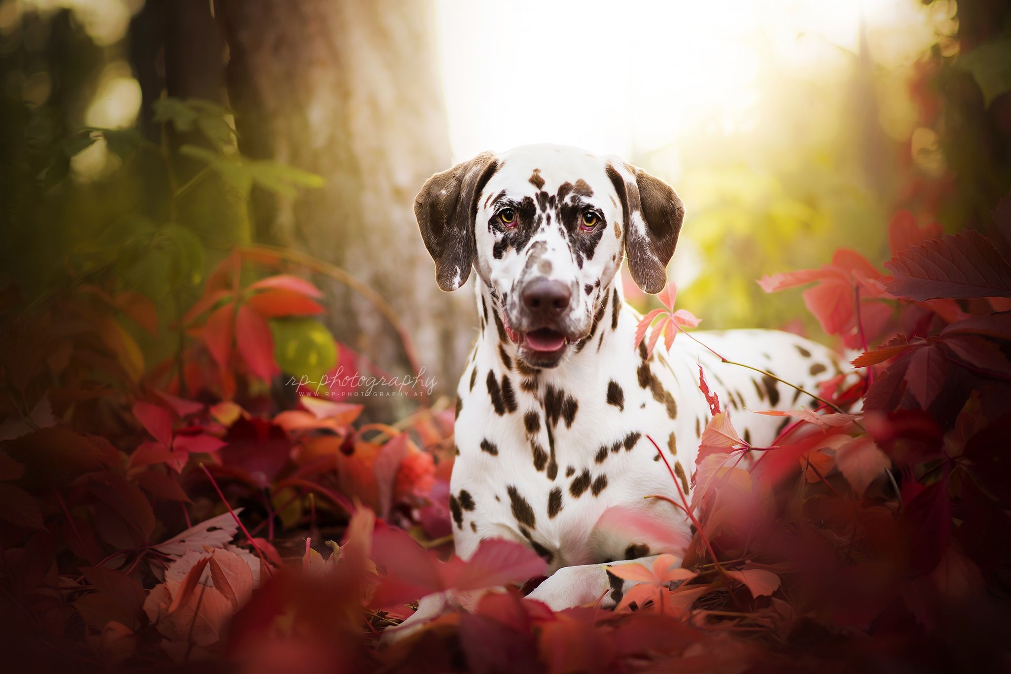 2048x1367 Wallpaper grass, look, portrait, dog