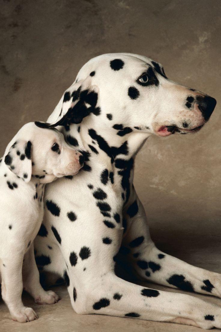 736x1105 Dalmatian Puppies: Cute Picture And Facts