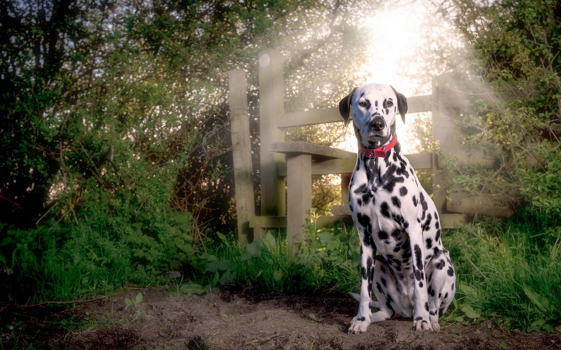 1920x1200 Wallpaper puppy, dog, dalmatian