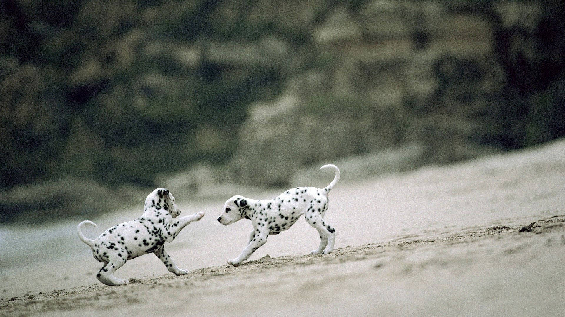 1920x1080 Dalmatian Puppies Playing Wallpaper