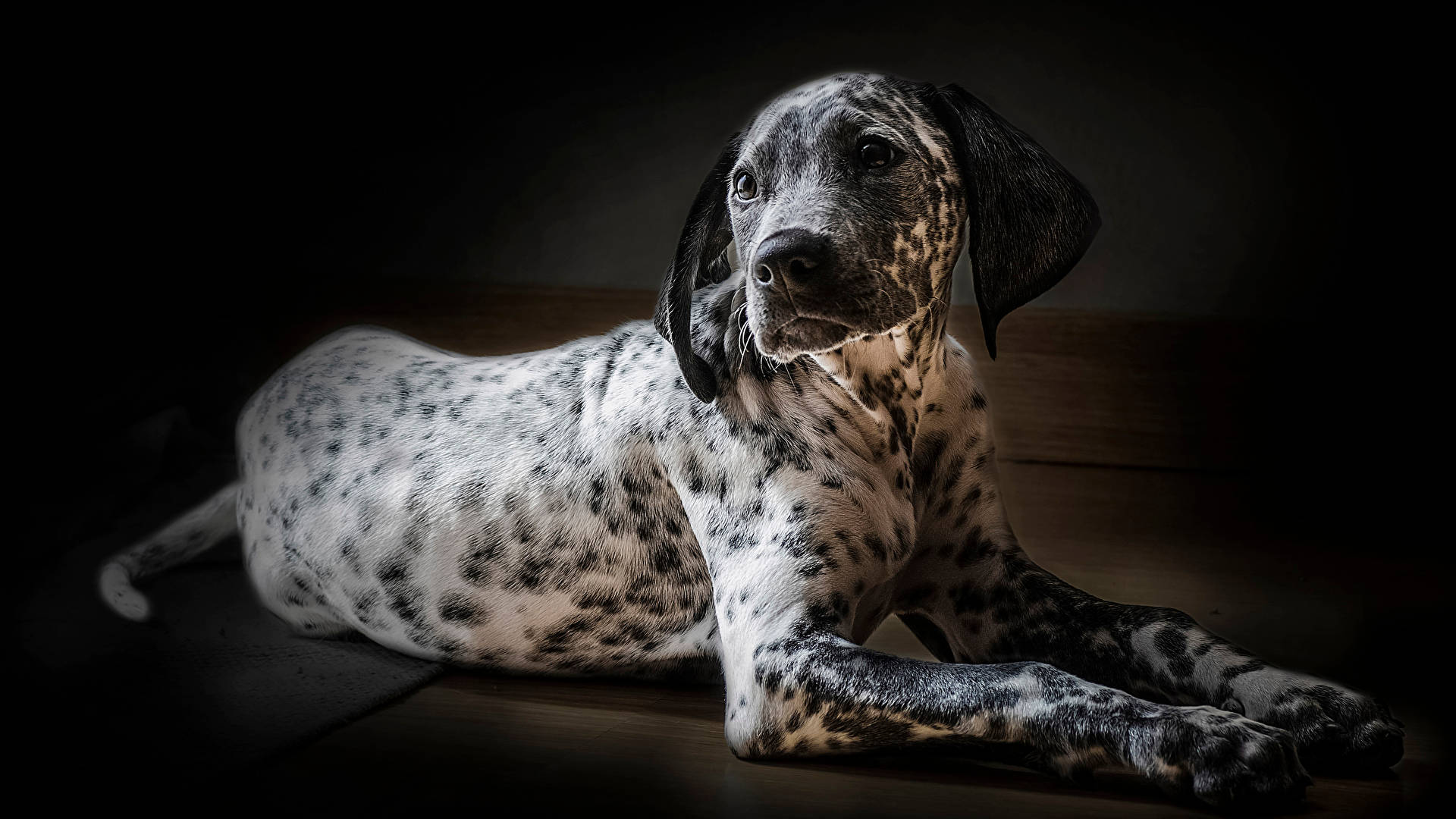 1920x1080 Dalmatian Dog Photography Wallpaper