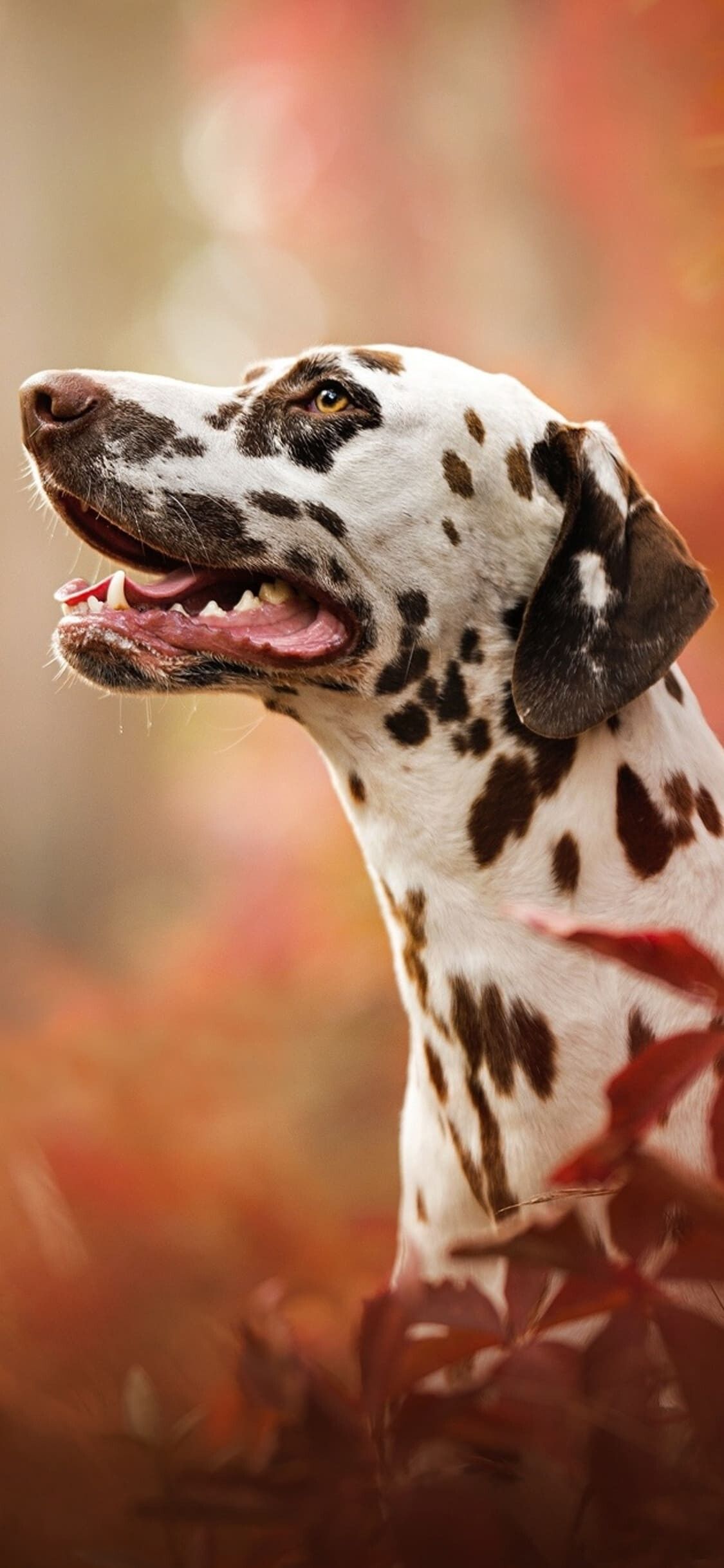 1125x2436 Dog Wallpaper