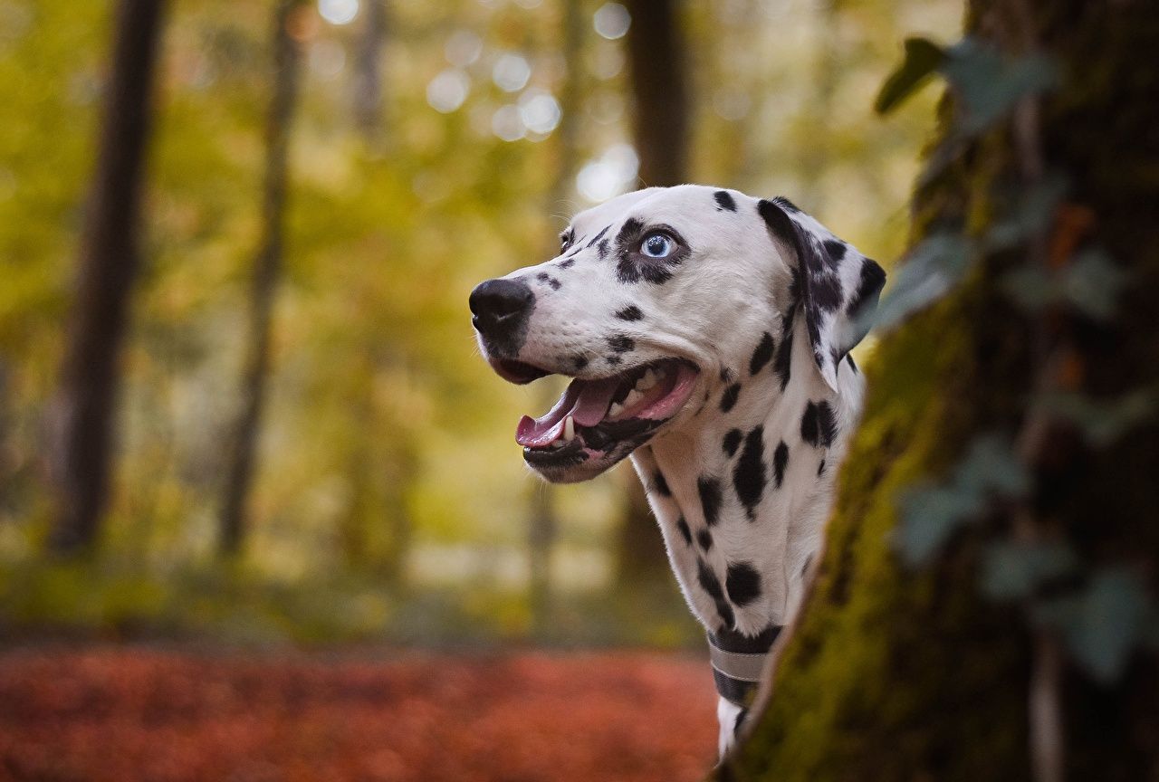1280x864 Wallpaper Dalmatian Dogs Tongue Head animal