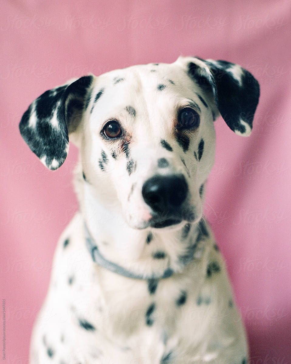 958x1200 Cute Dalmatian Dog Looking At Camera