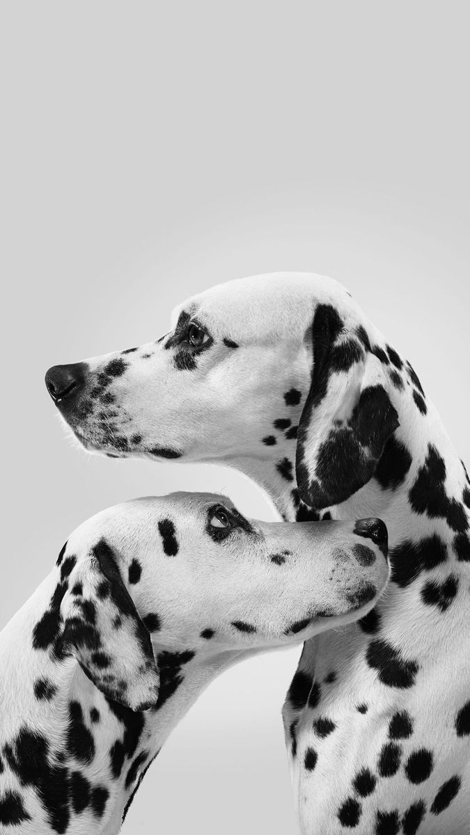 675x1200 Dalmatian