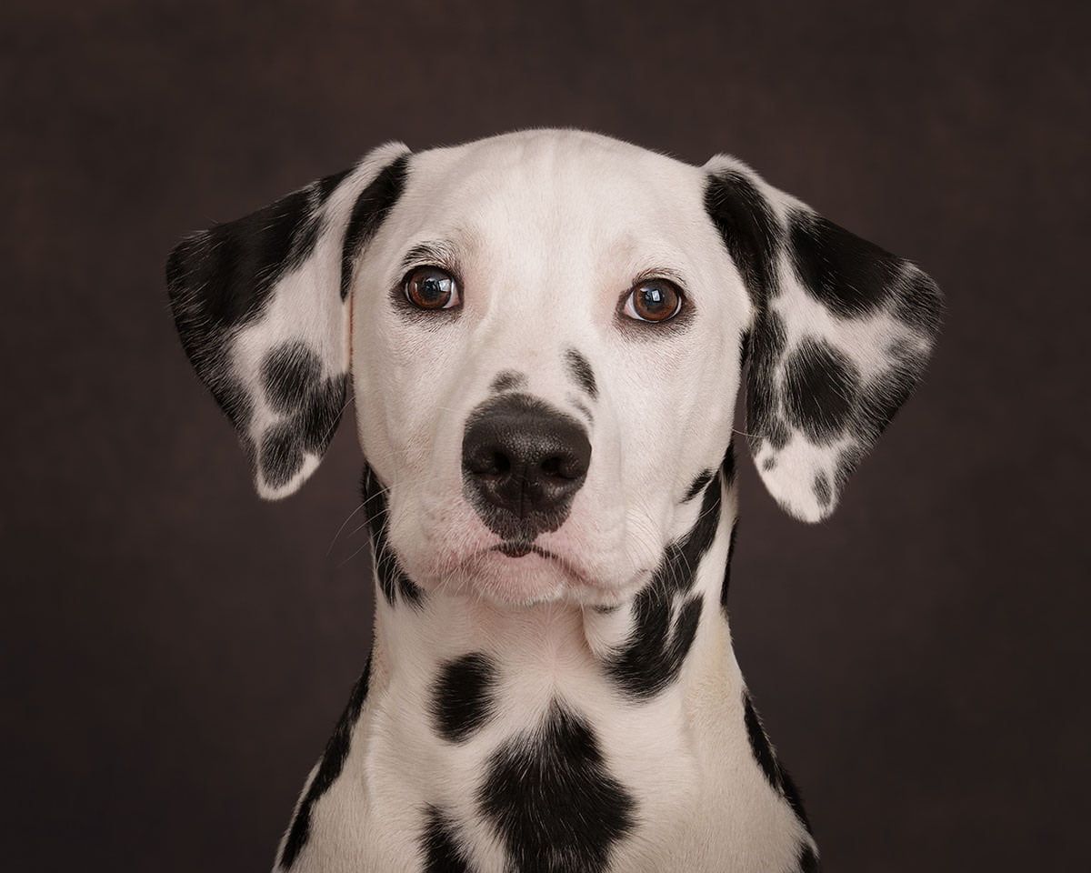 1200x960 Dalmatian Dog Photography