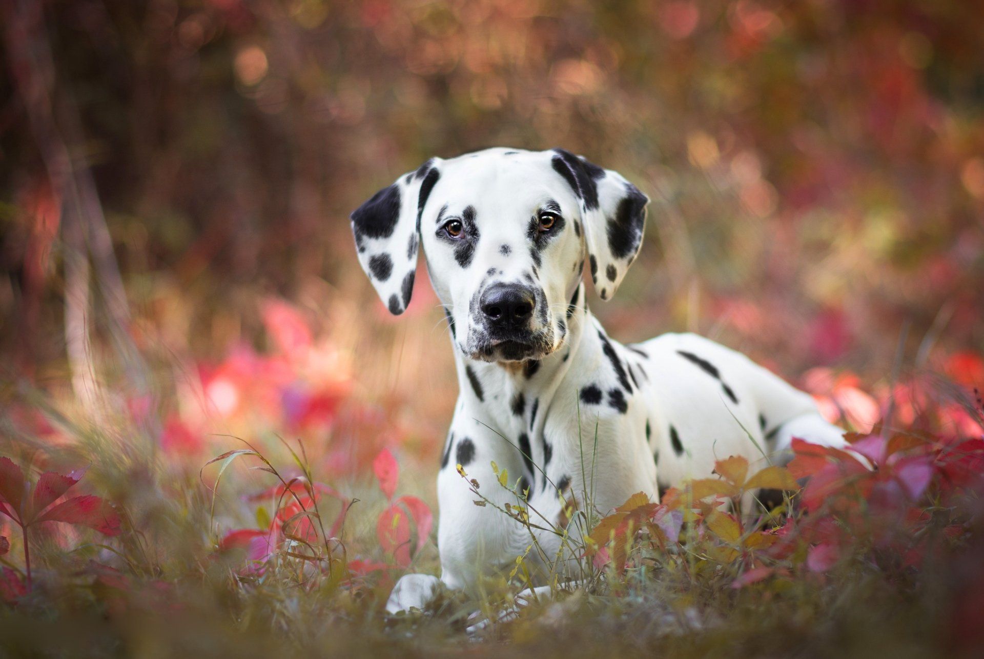1920x1285 Download Dog Animal Dalmatian HD Wallpaper