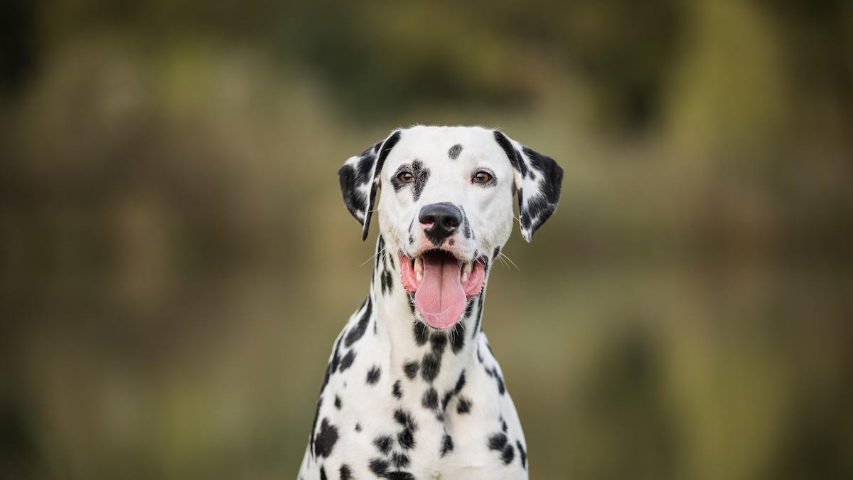 Dalmatian Dog Wallpapers - Top Free Dalmatian Dog Backgrounds ...