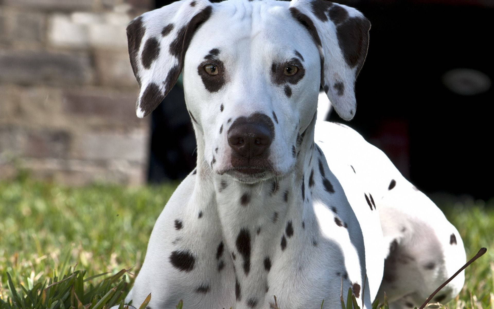 1920x1200 Dalmatian Close Up Photo Wallpaper