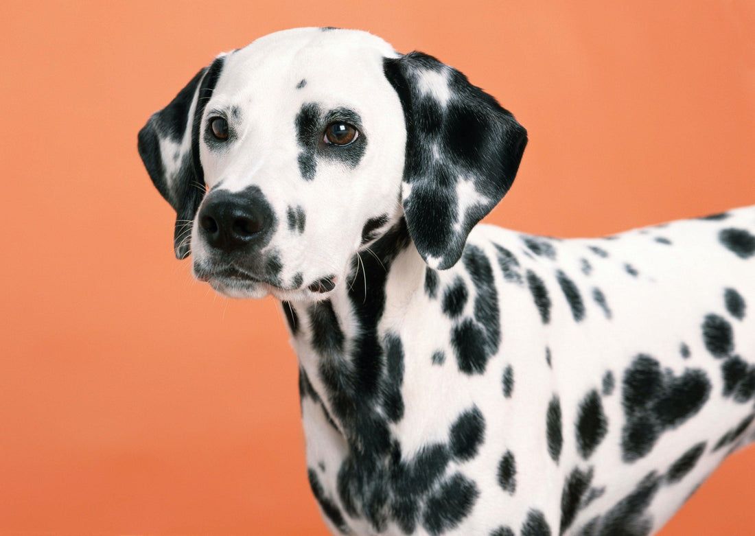 1100x781 Breed sheet: The Dalmatian