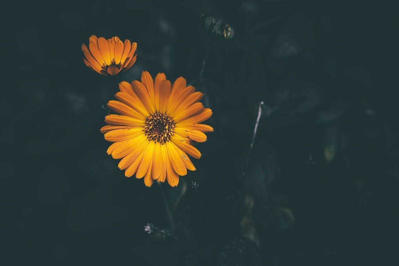 1280x853 Flowers Calendula Officinalis Dark
