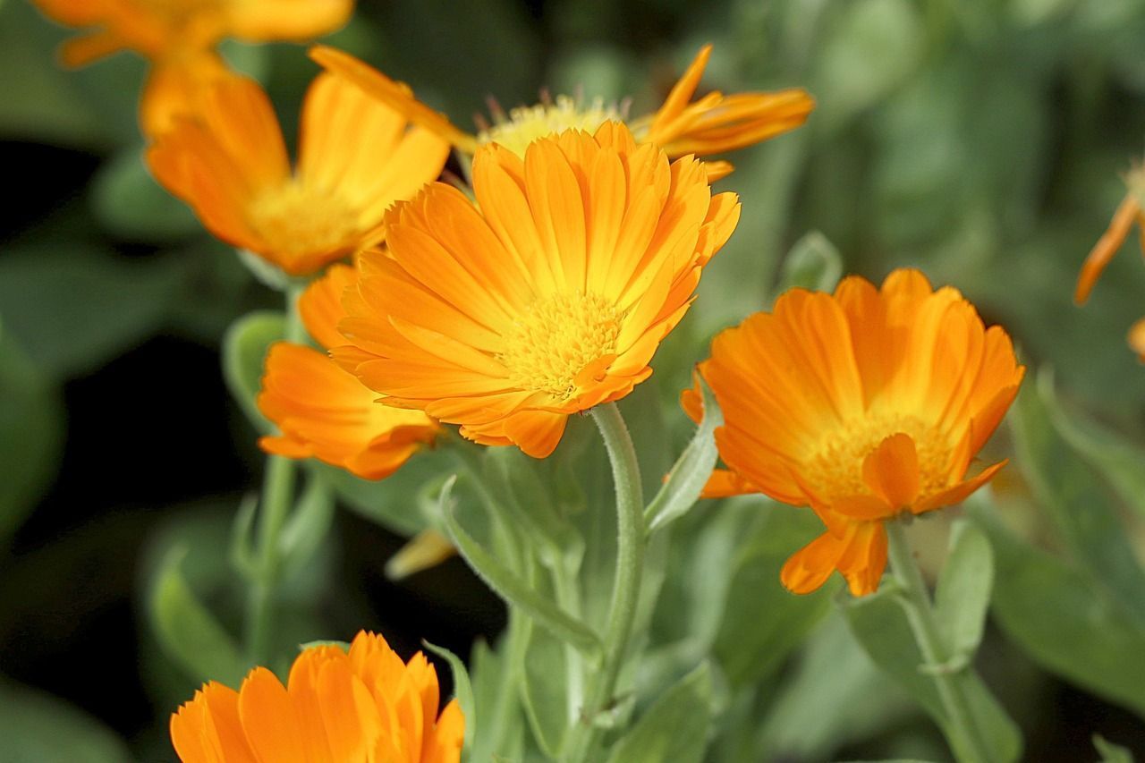 1280x853 Free Calendula Officinalis