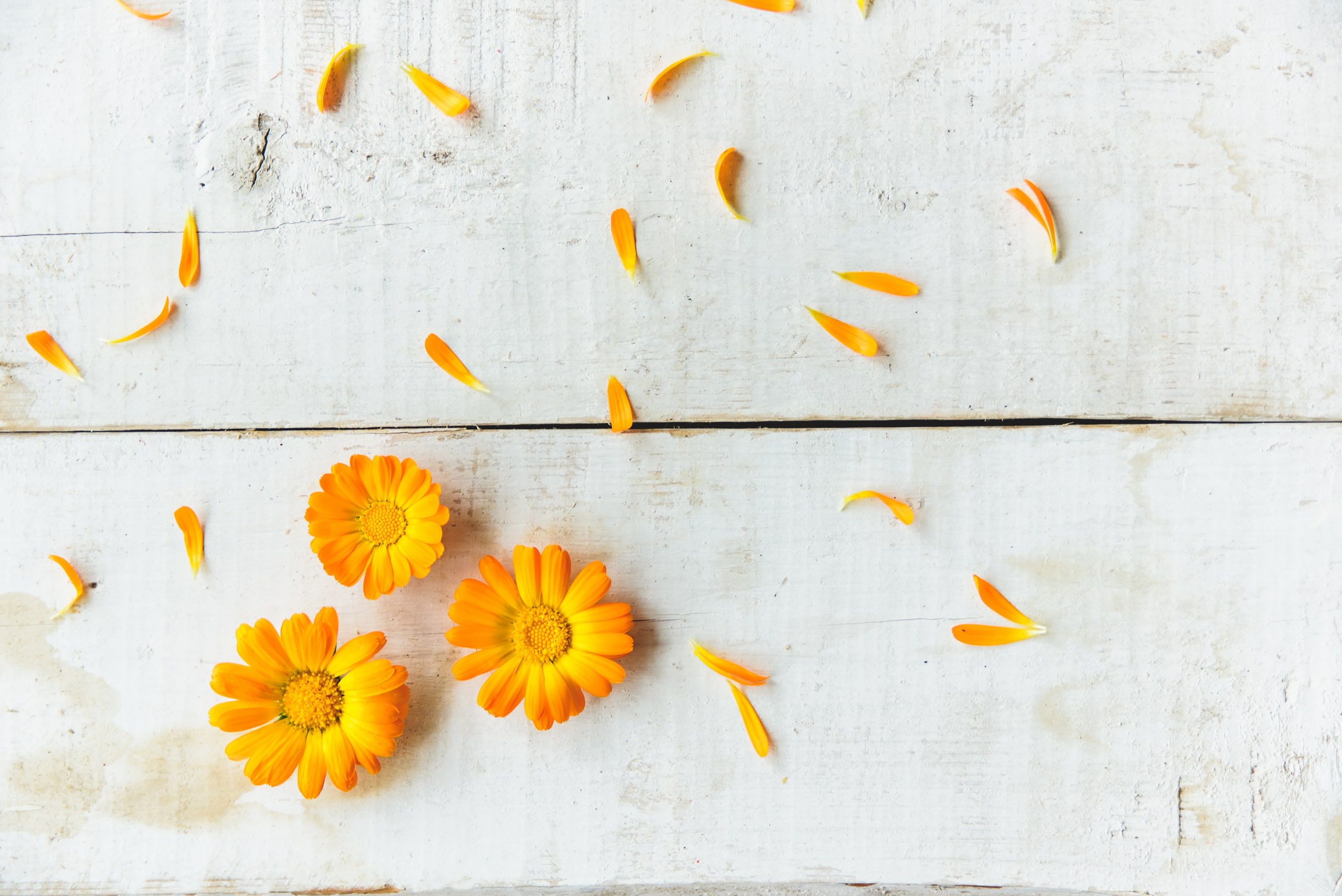 3033x2025 Wallpaper flowers, yellow, background
