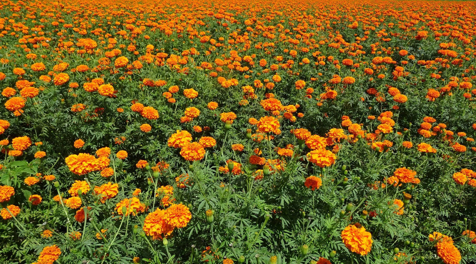 1920x1066 Orange Calendula Flower Field Wallpaper