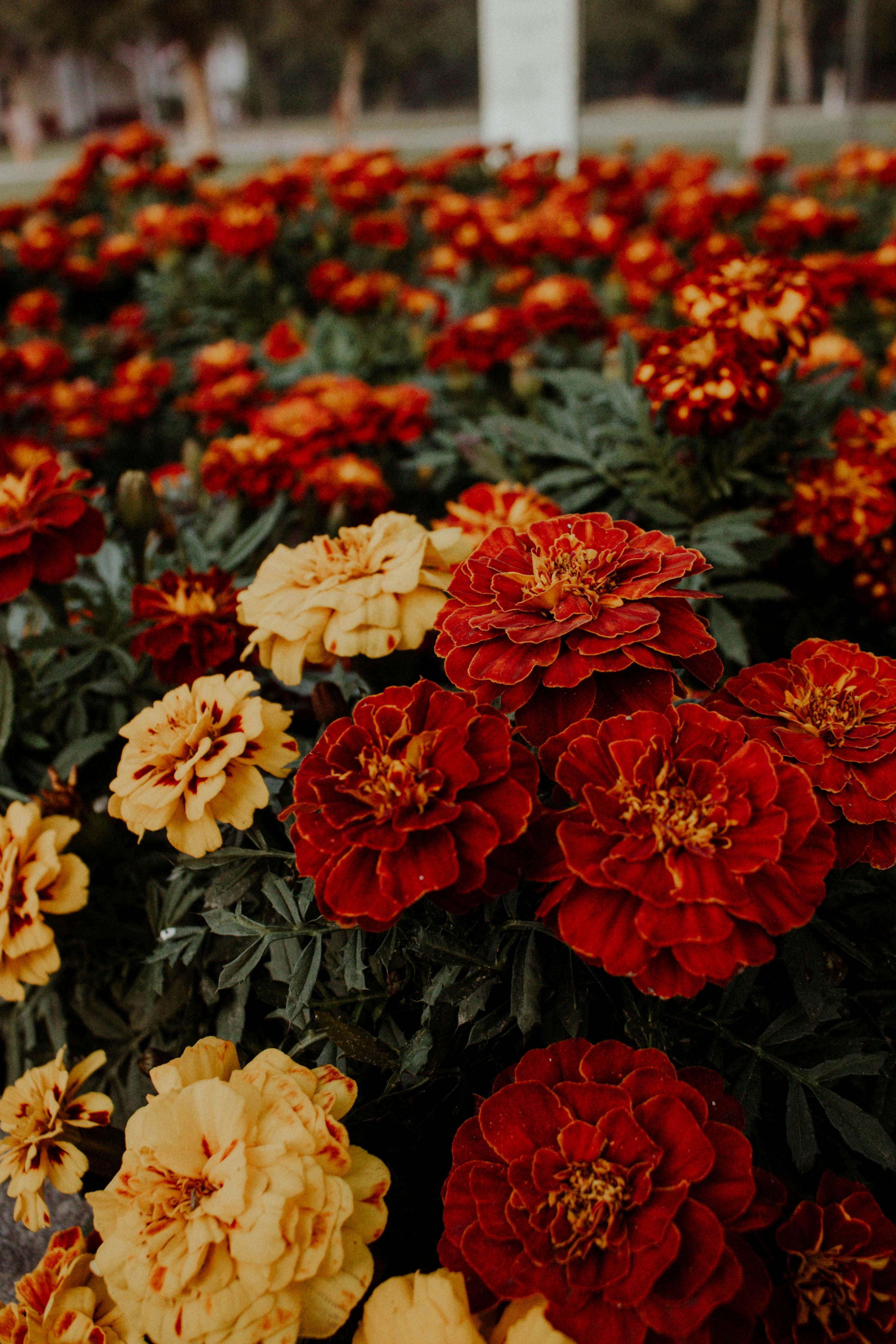 2984x4476 Marigold Photo, Download The BEST Free