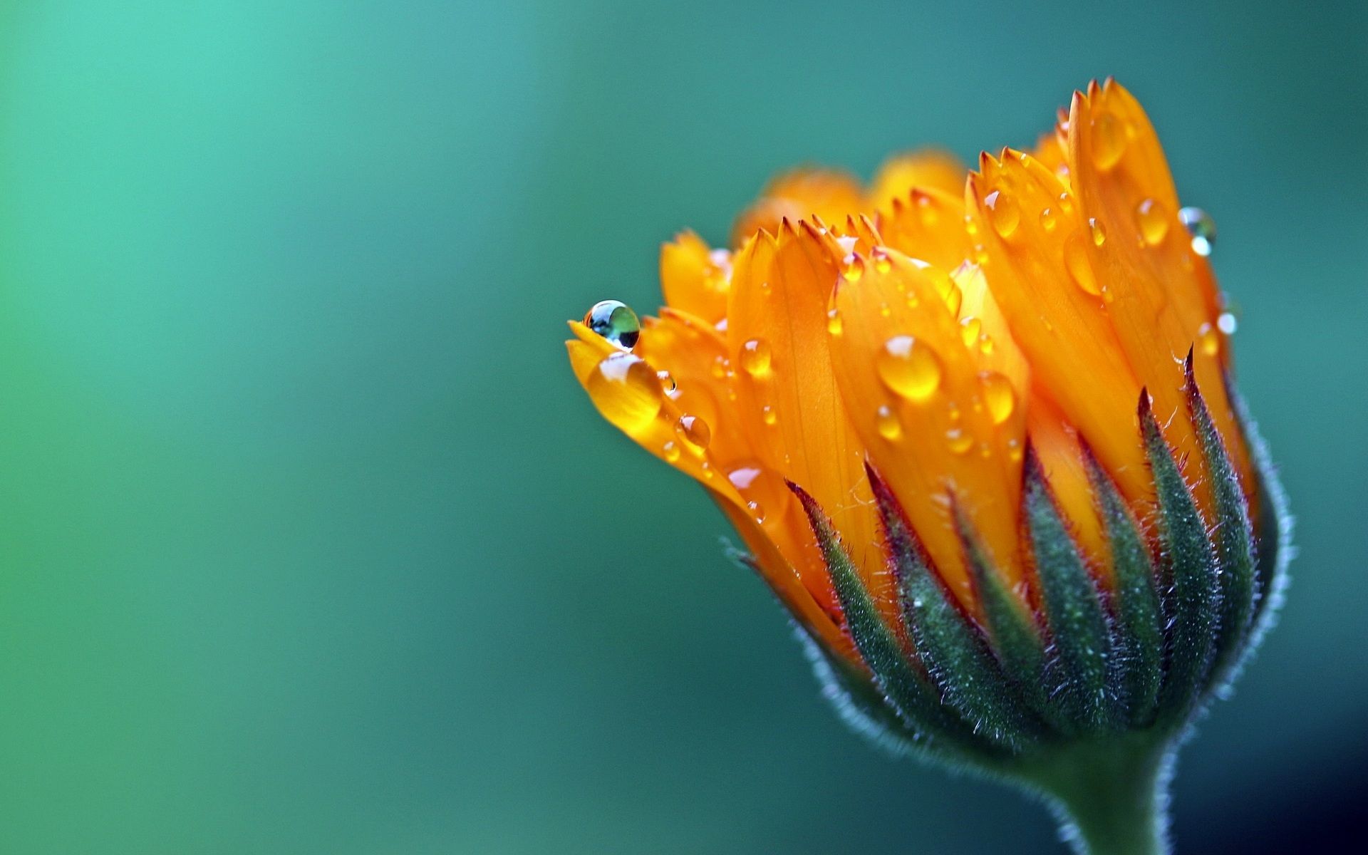 1920x1200 Marigold HD Wallpaper By Myriams Fotos