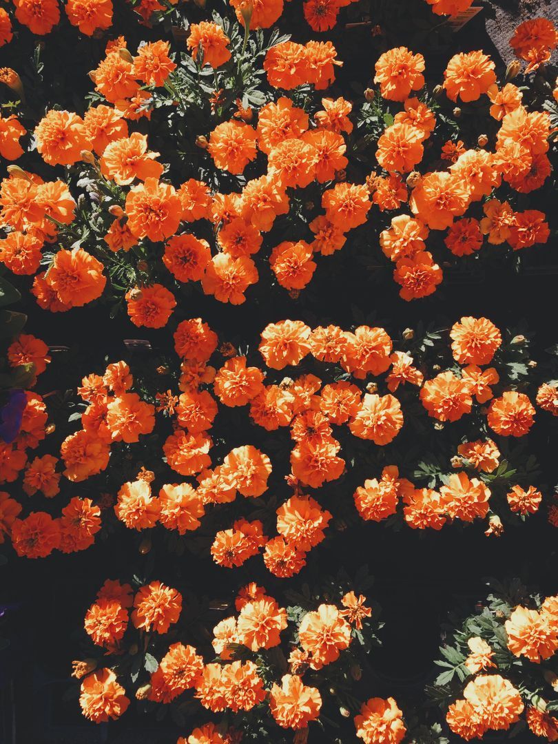 810x1080 Vibrant Orange Marigold Flowers