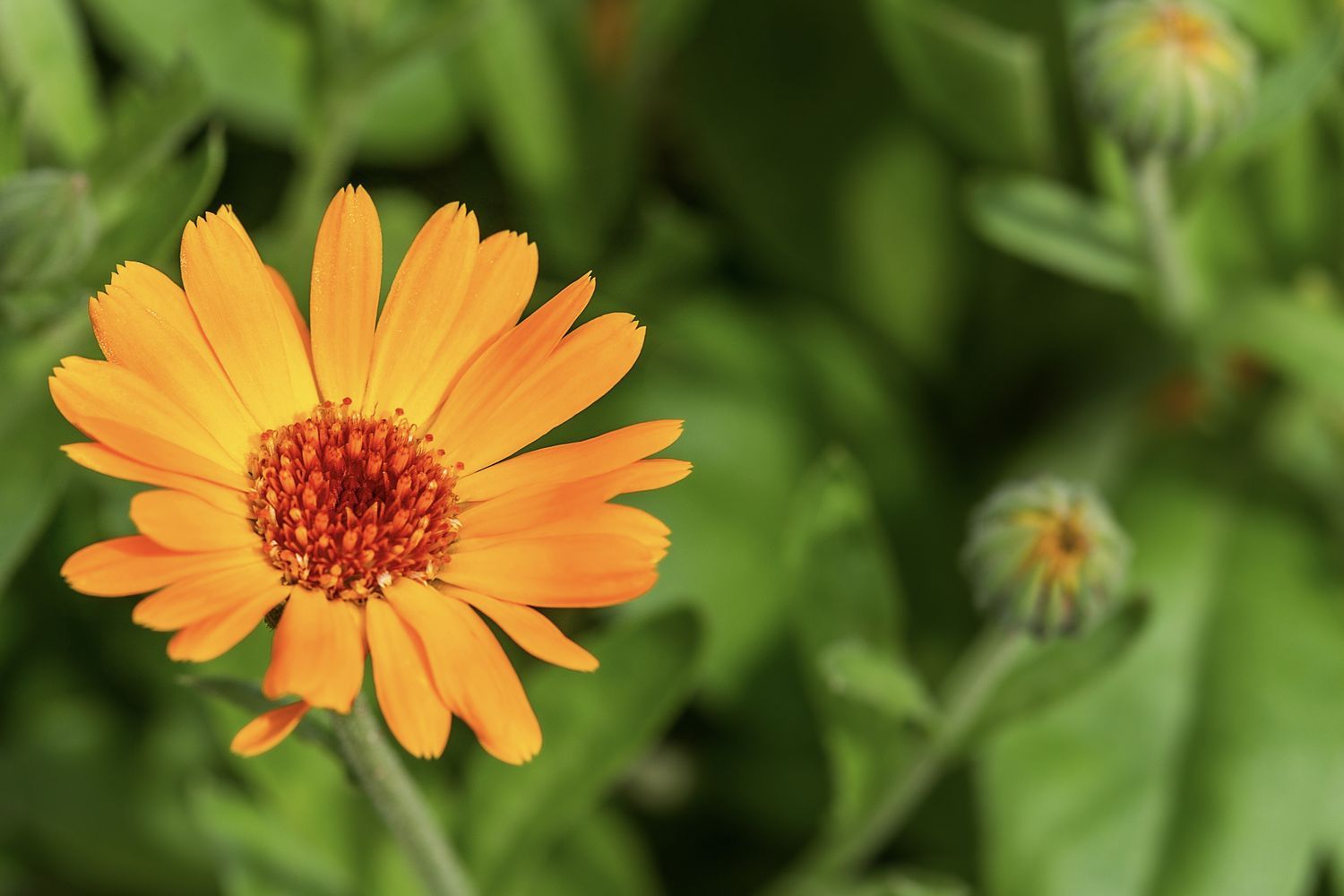1500x1000 ornamental plant in detail