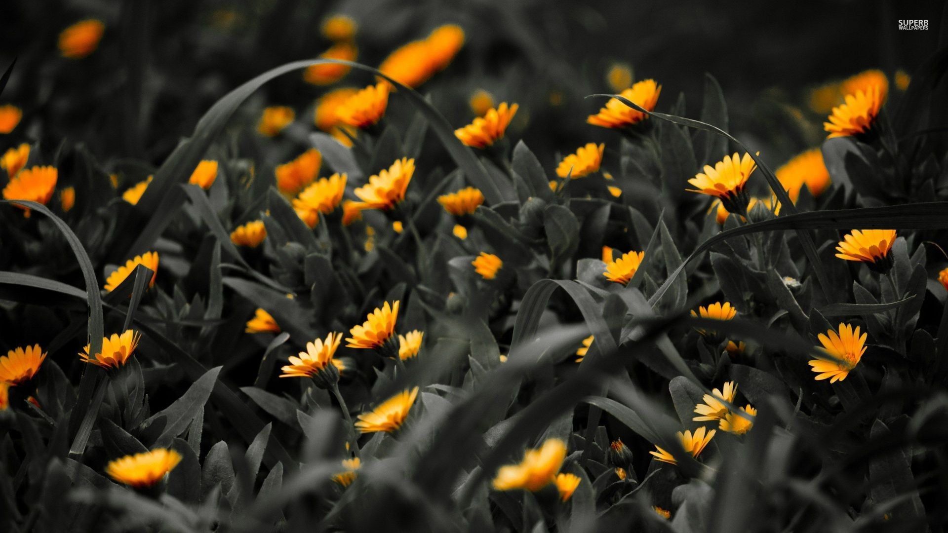1920x1080 closeup photography HD wallpaper