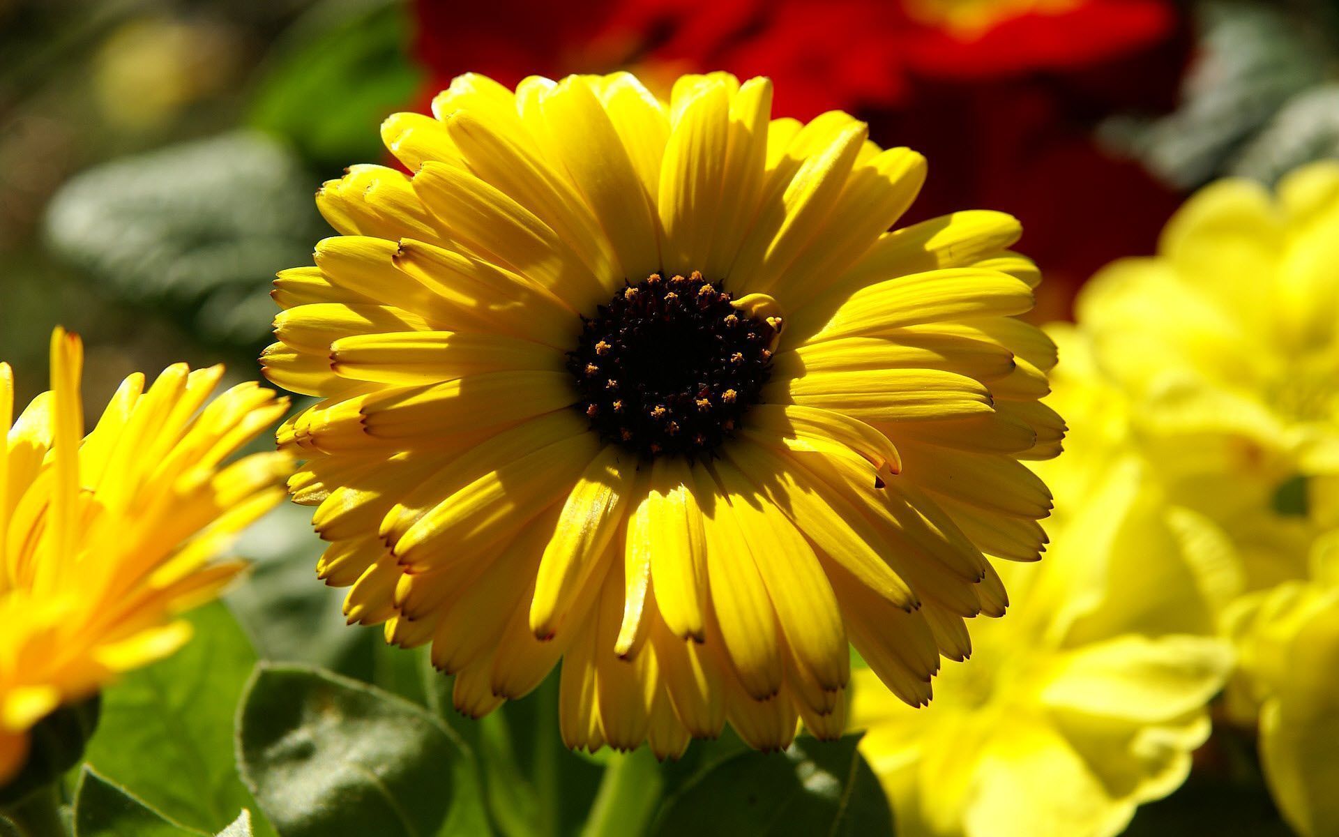 1920x1200 Yellow Calendula Pot Marigold