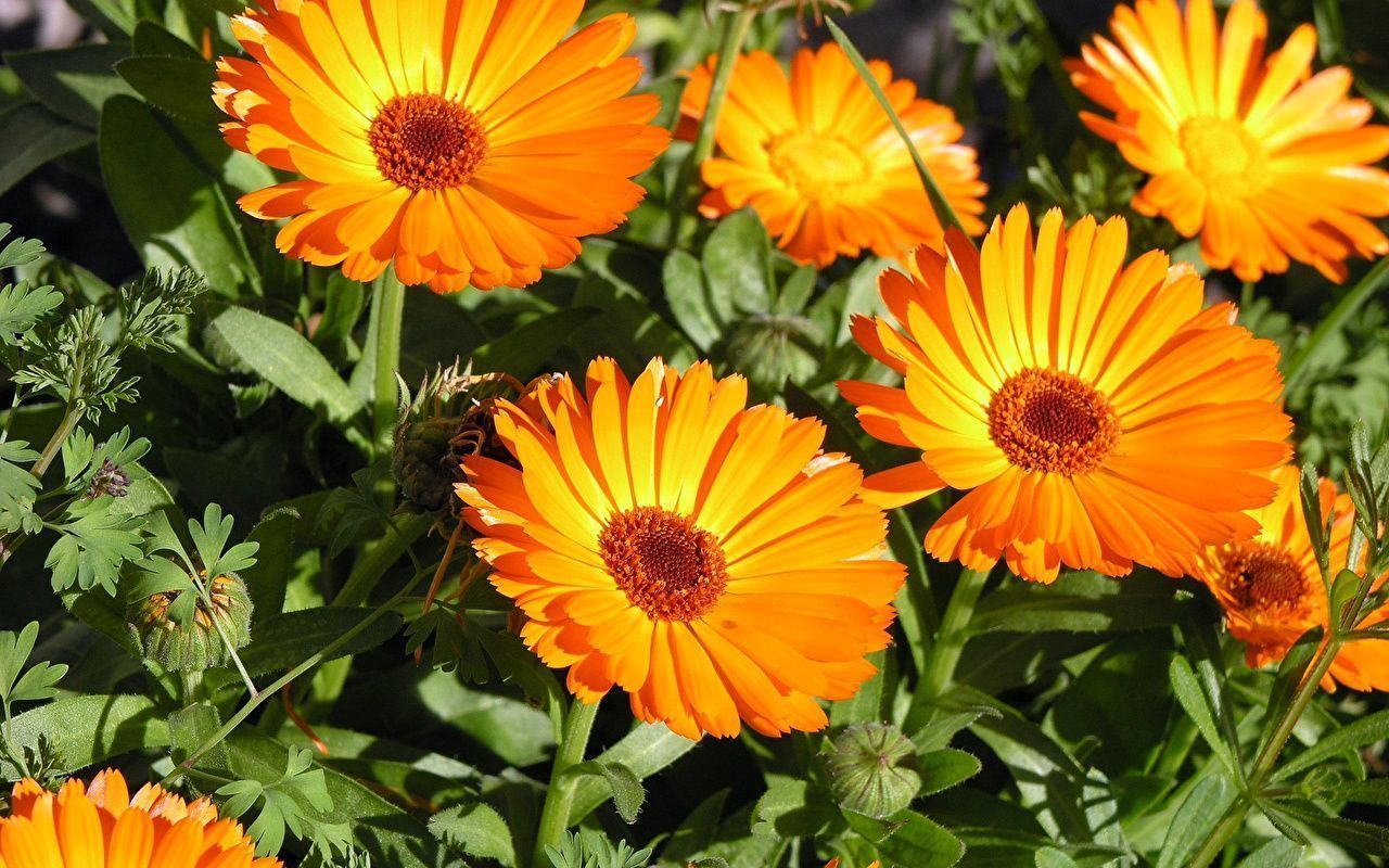 1280x800 Photo Orange flower Calendula Closeup
