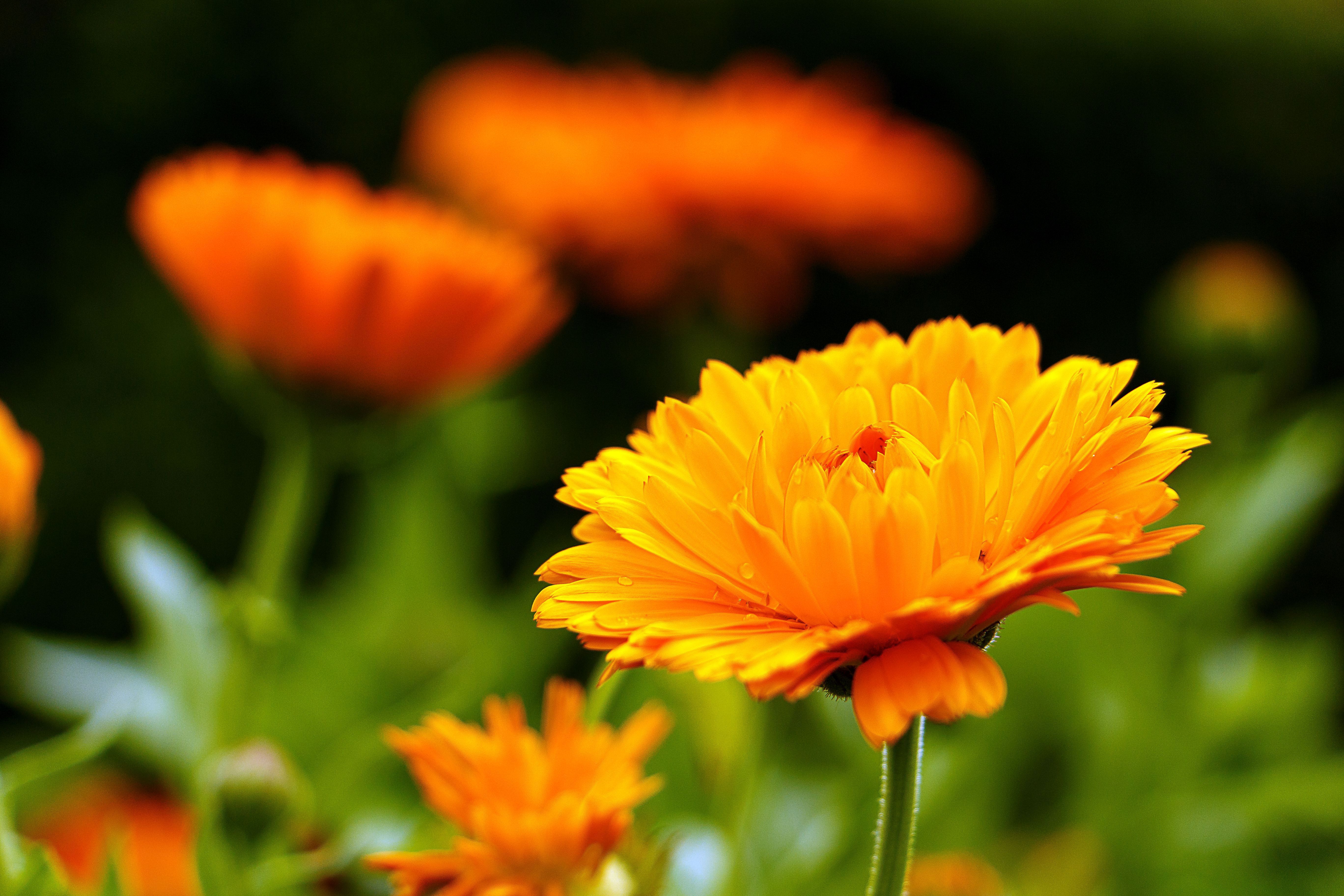 5472x3648 Vibrant Marigold in Nature Ultra