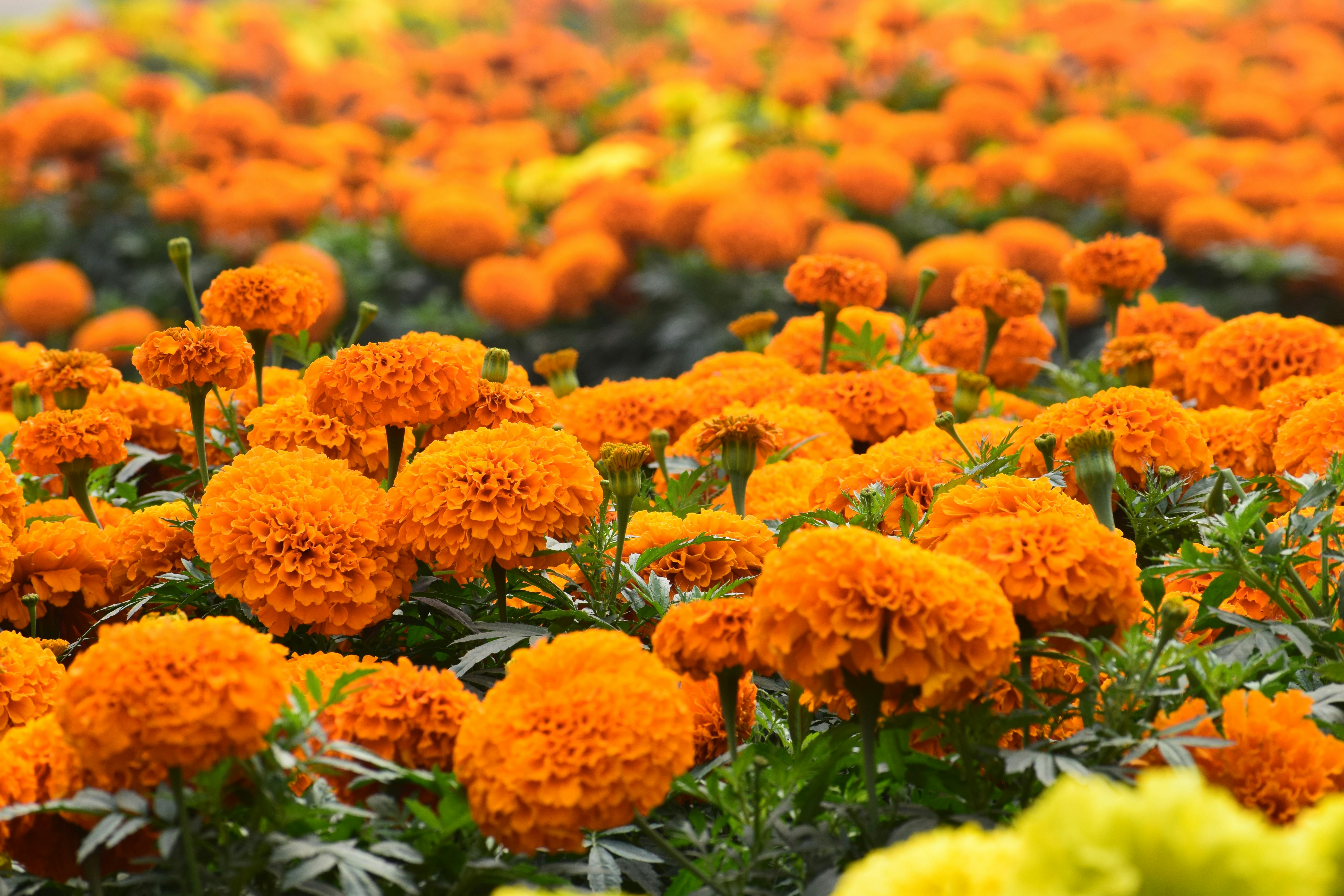 6000x4000 Marigold Photo, Download The BEST Free