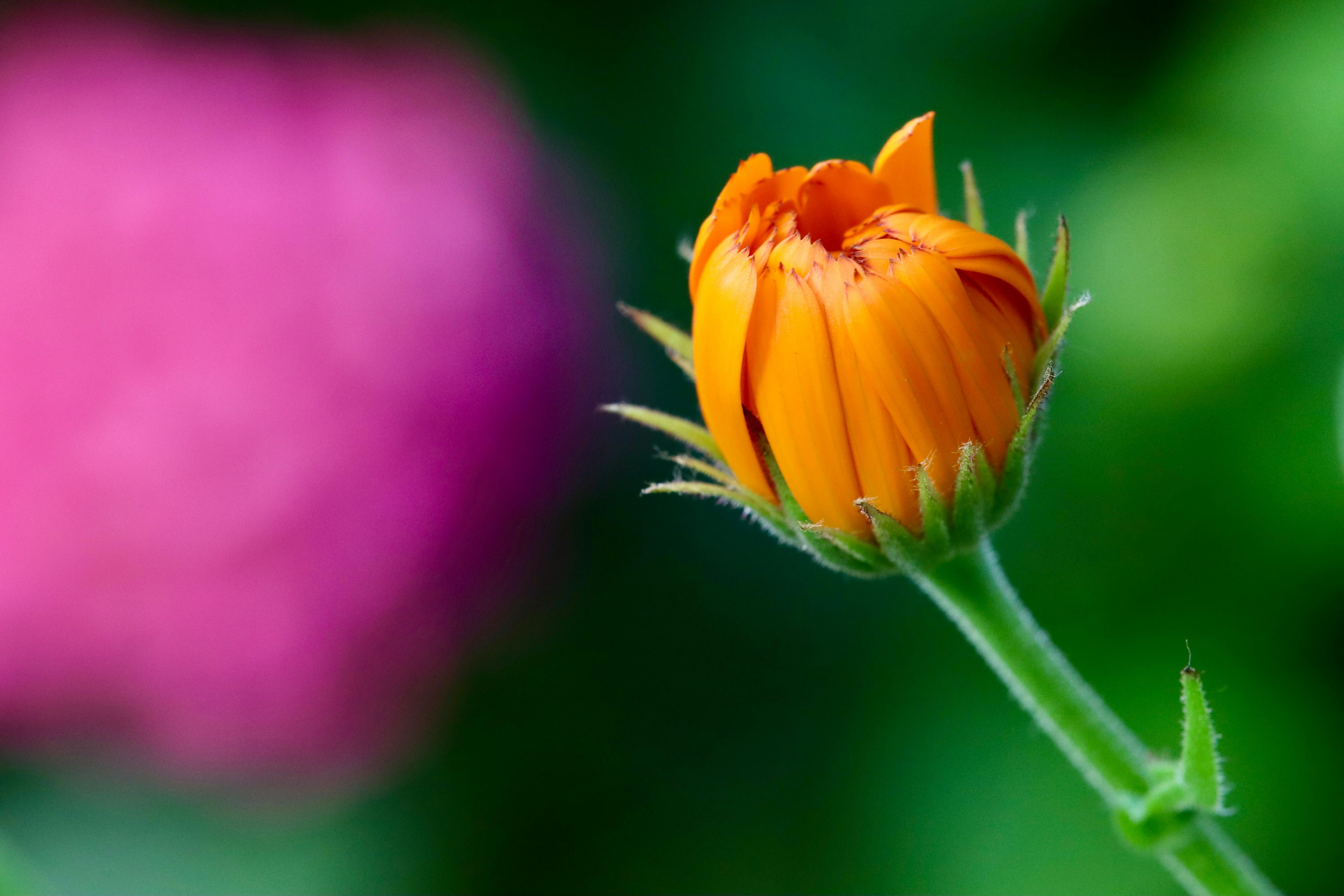 6000x4000 Calendula Officinalis Photo, Download