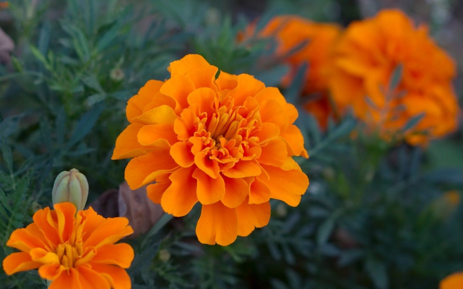 1920x1200 Vibrant Marigold: HD Wallpaper