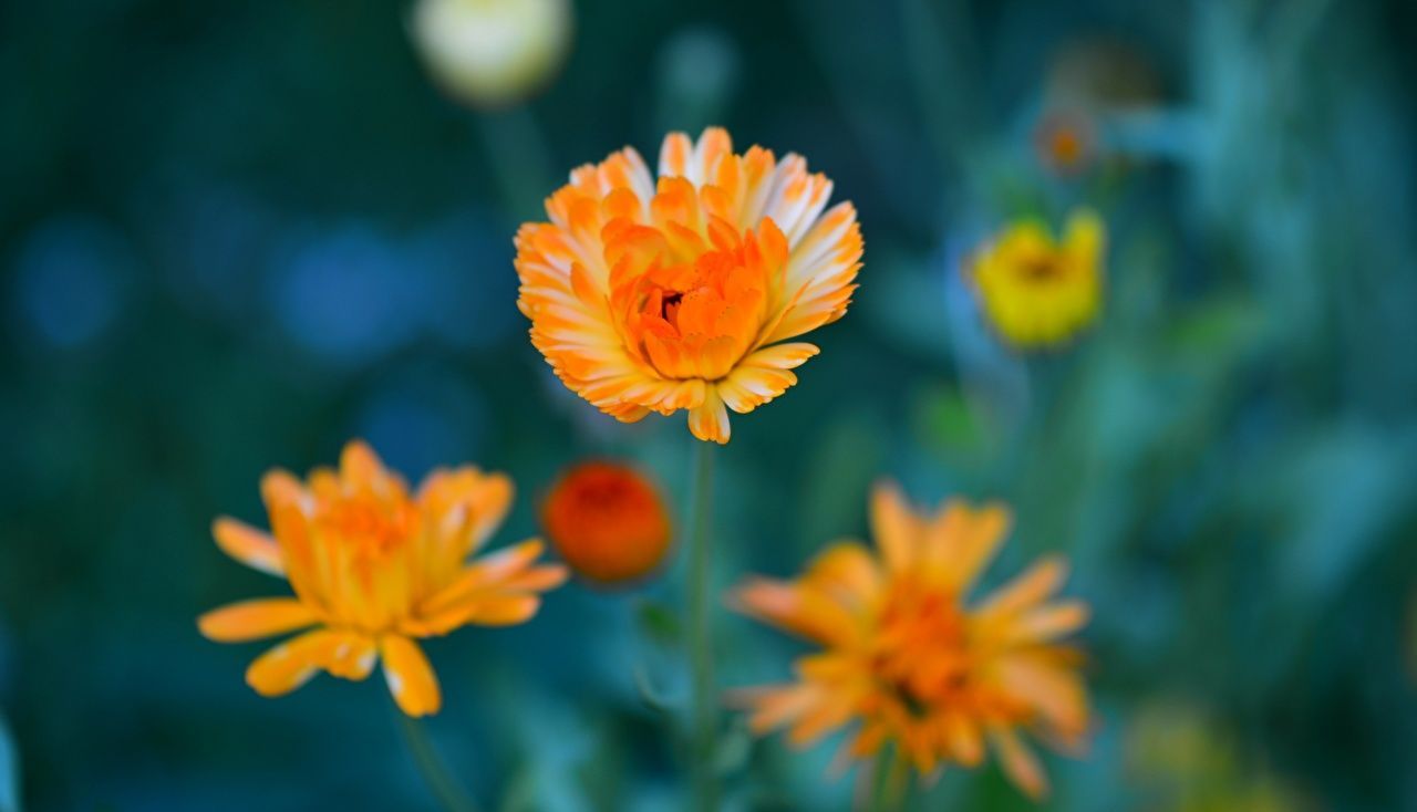 1280x734 Photos flower Calendula