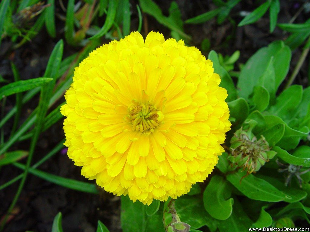 1024x768 Desktop Wallpaper Flowers