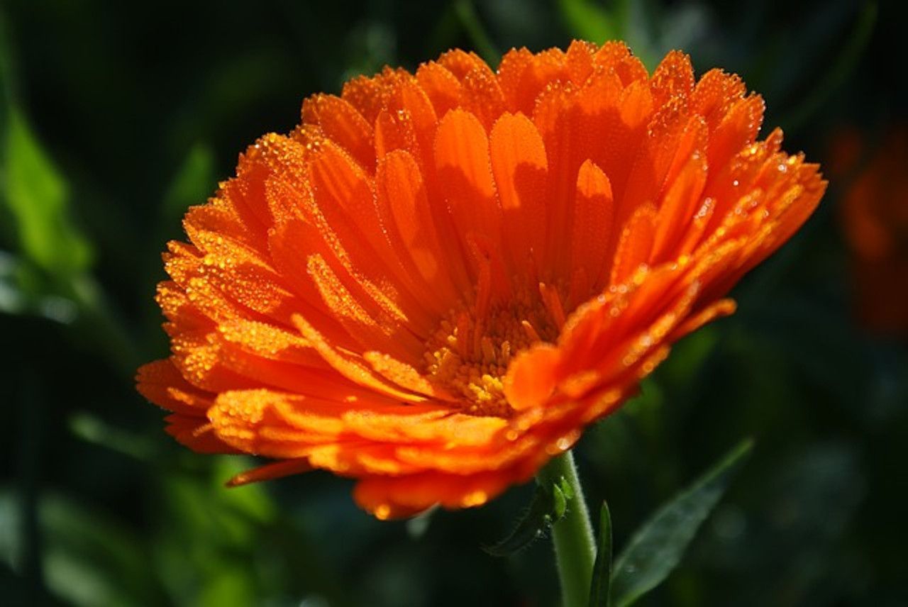 1280x856 Calendula Flower Essence