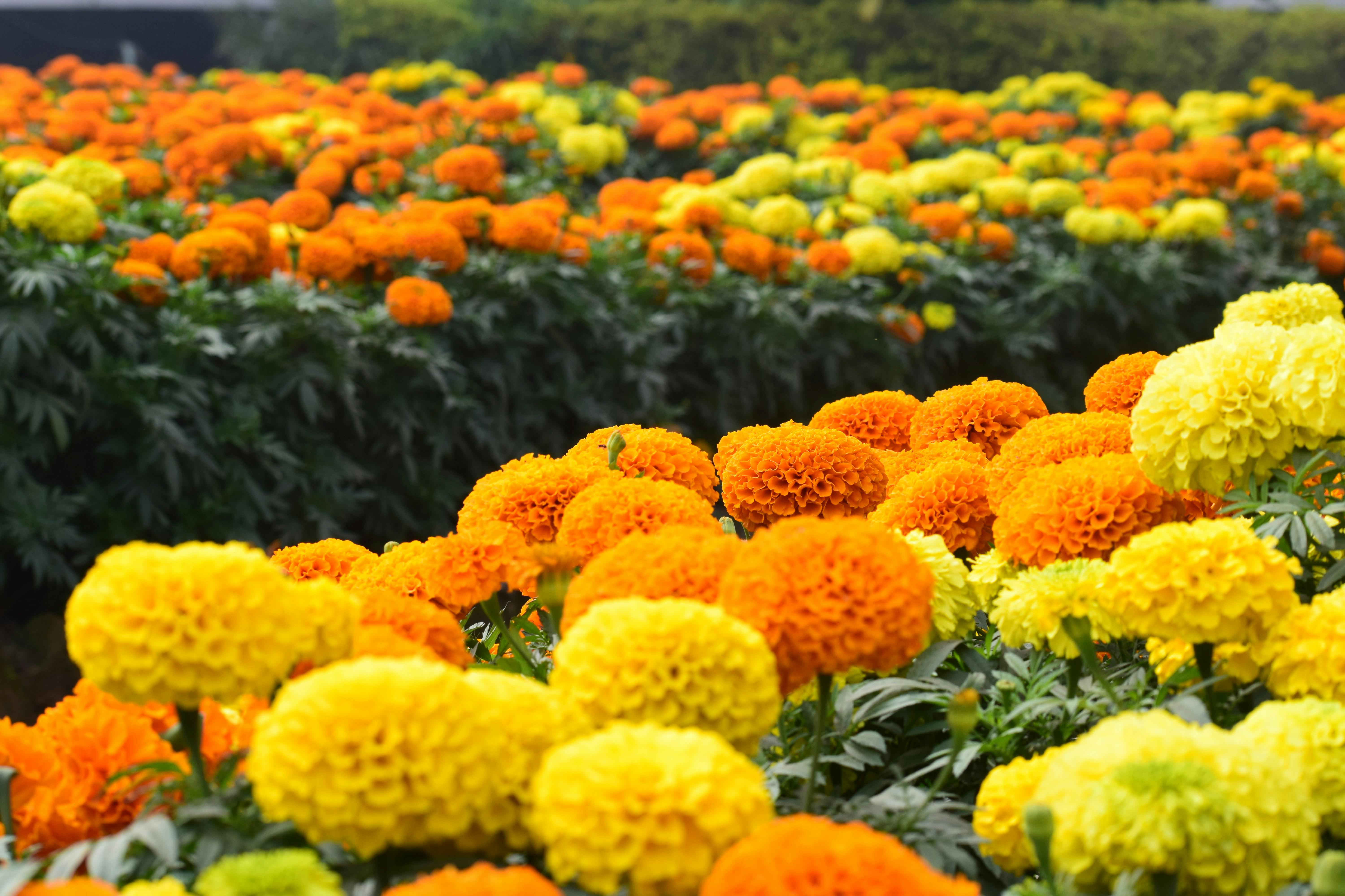 6000x4000 Marigold Photo, Download The BEST Free
