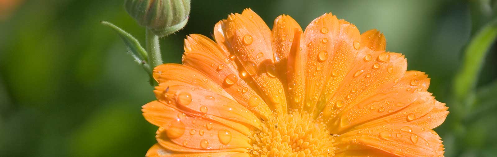 1600x506 Calendula. Dr. Hauschka