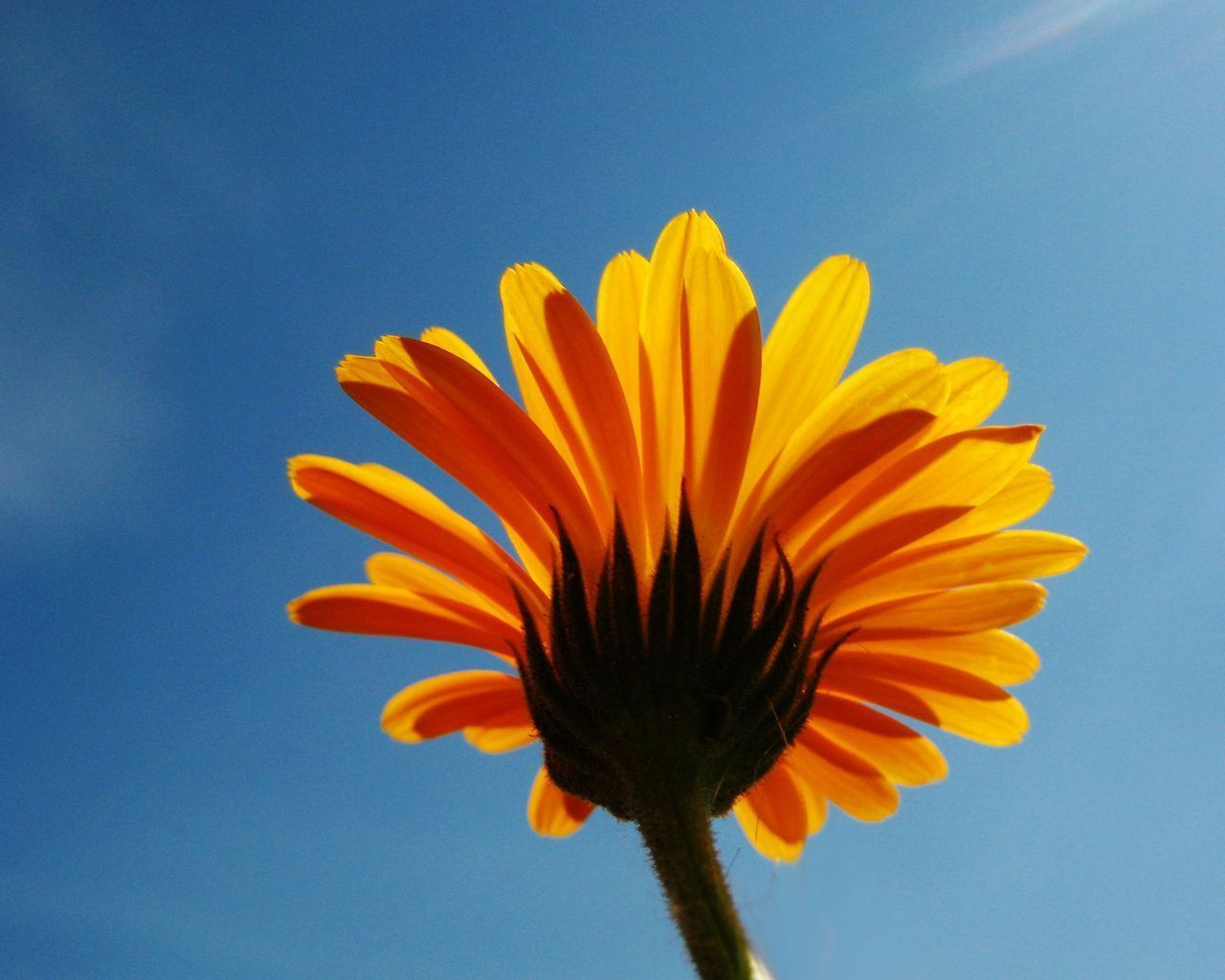 1280x1024 Download wallpaper 1280x1024 calendula