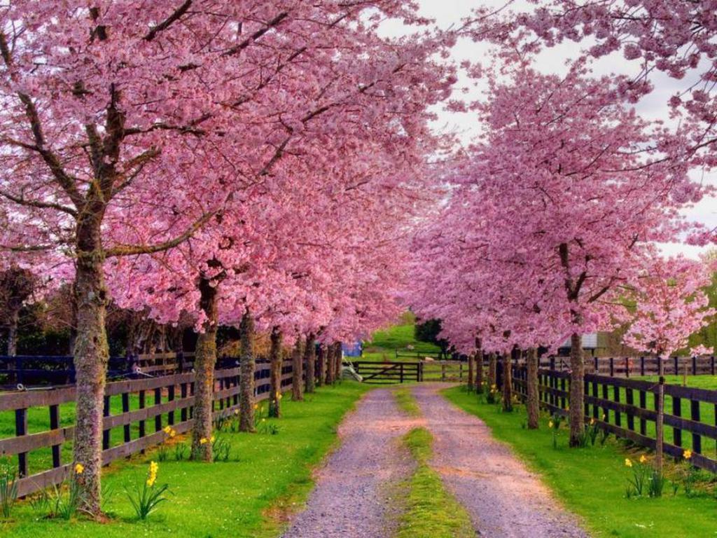 Spring Scenes Wallpapers - Top Free Spring Scenes Backgrounds ...
