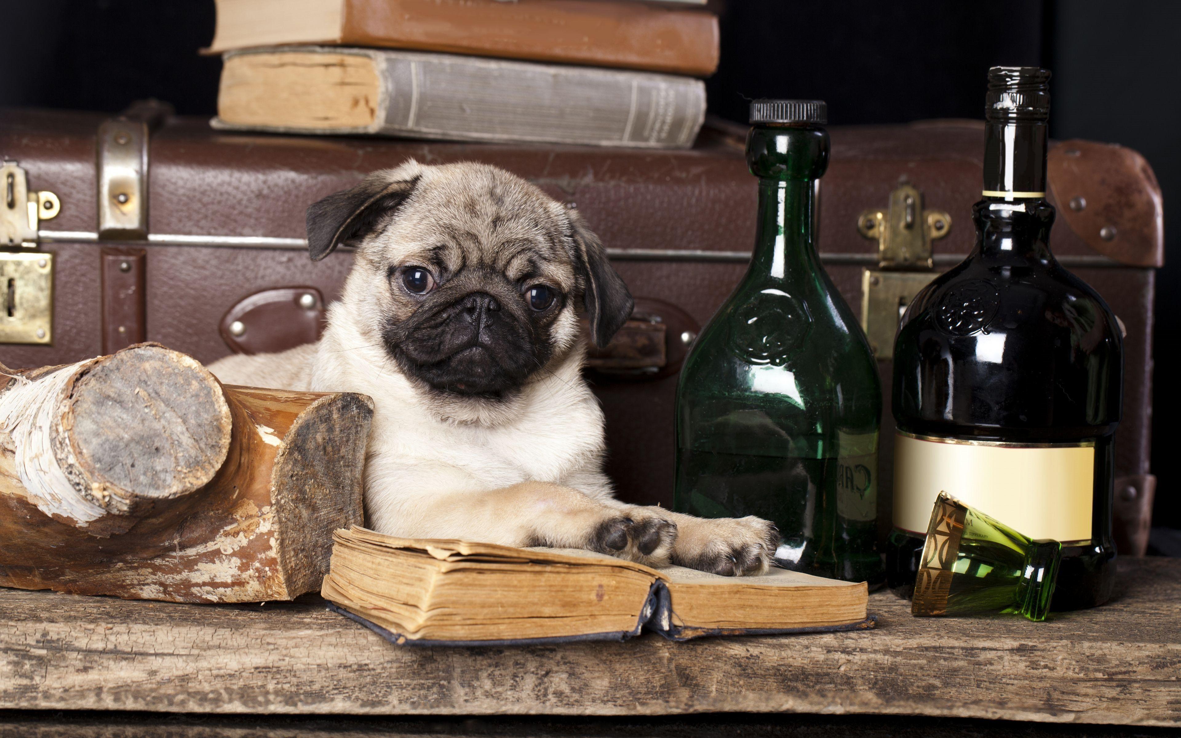 3840x2400 Download wallpaper pug bibliophile, whiskey, glass