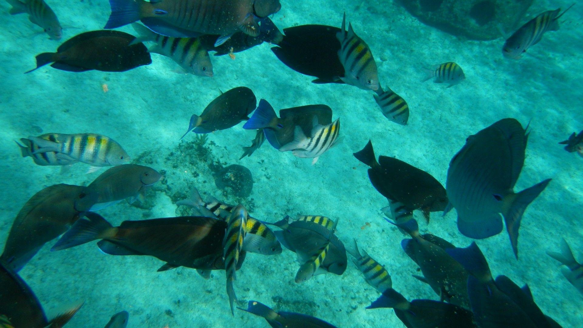 1920x1080 oceans underwater cozumel fish reef high resolution desktop