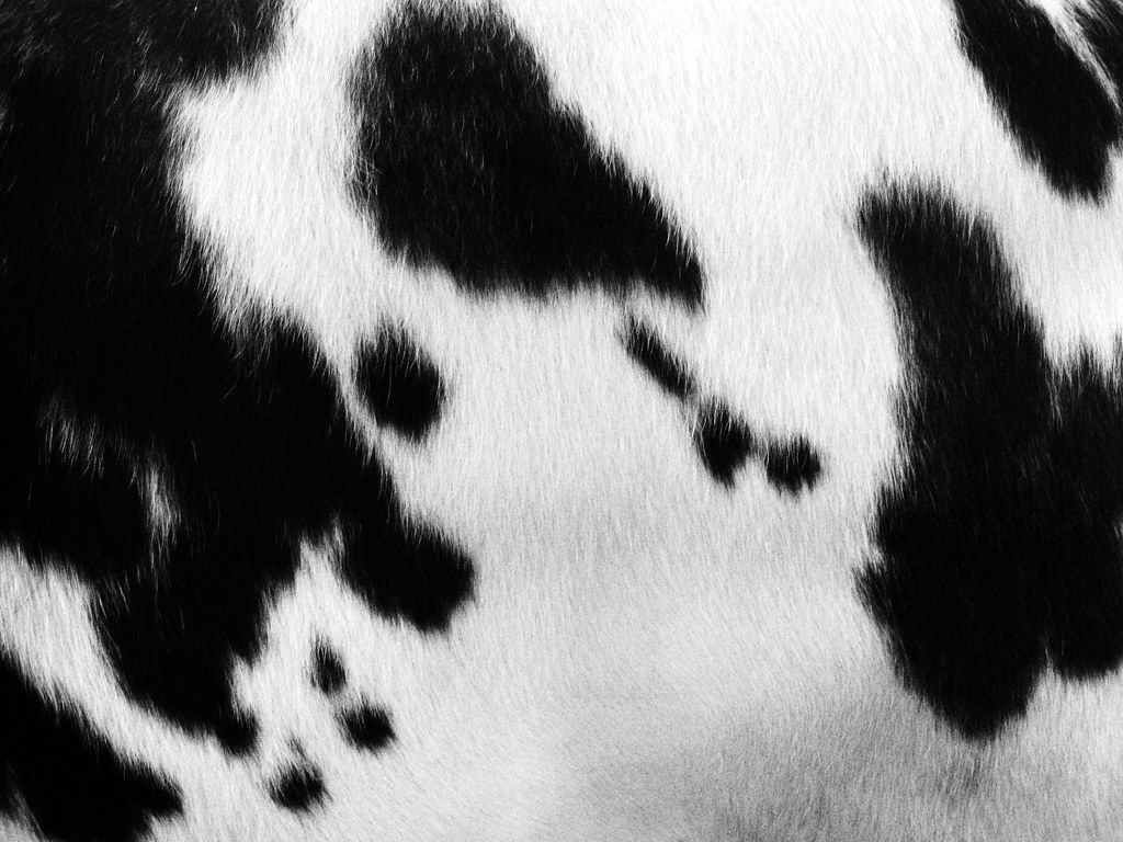 1024x768 Spots on a Cow Hide. By Sherrie Thai