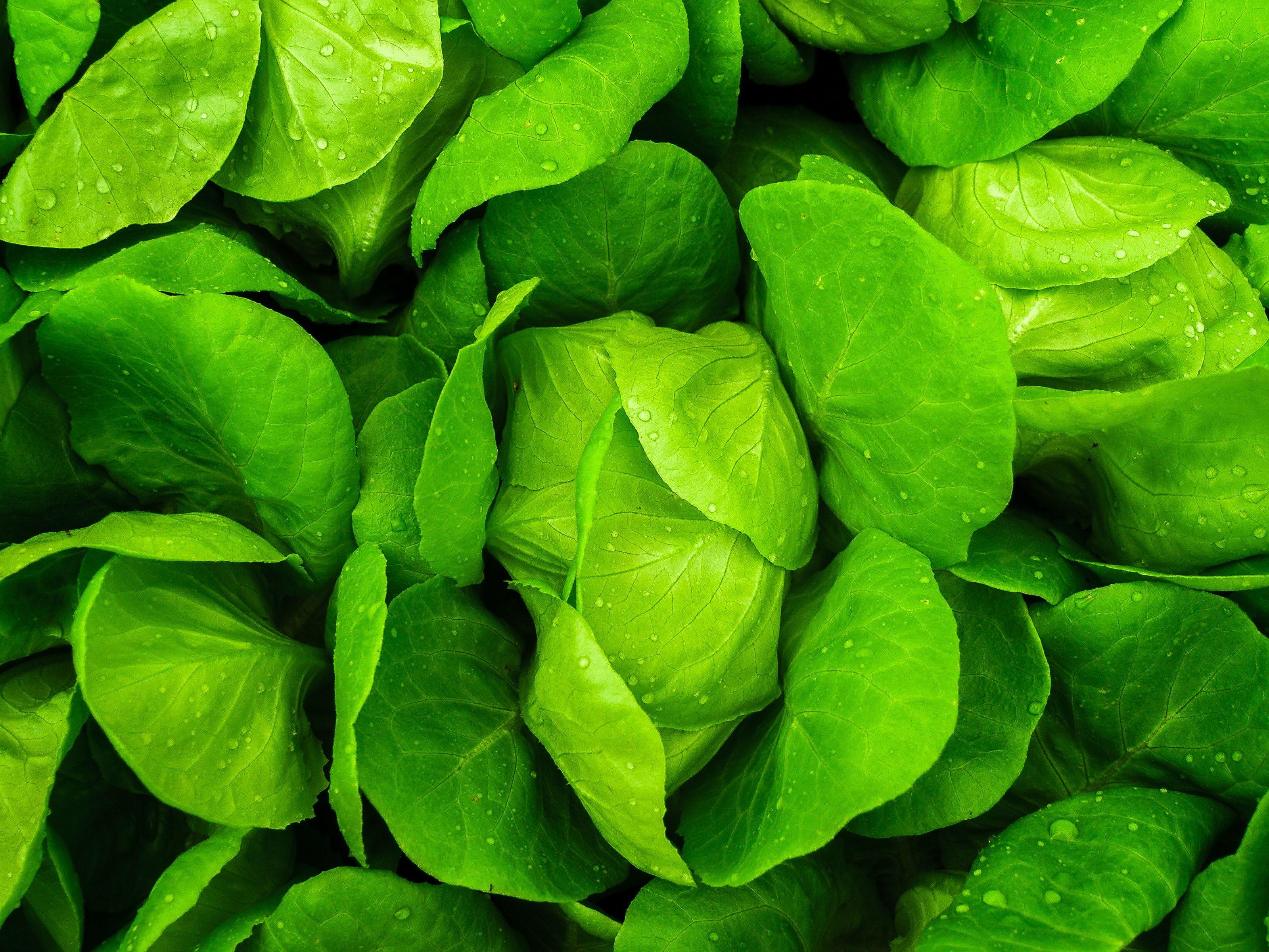 vegetable-hd-wallpapers-top-free-vegetable-hd-backgrounds