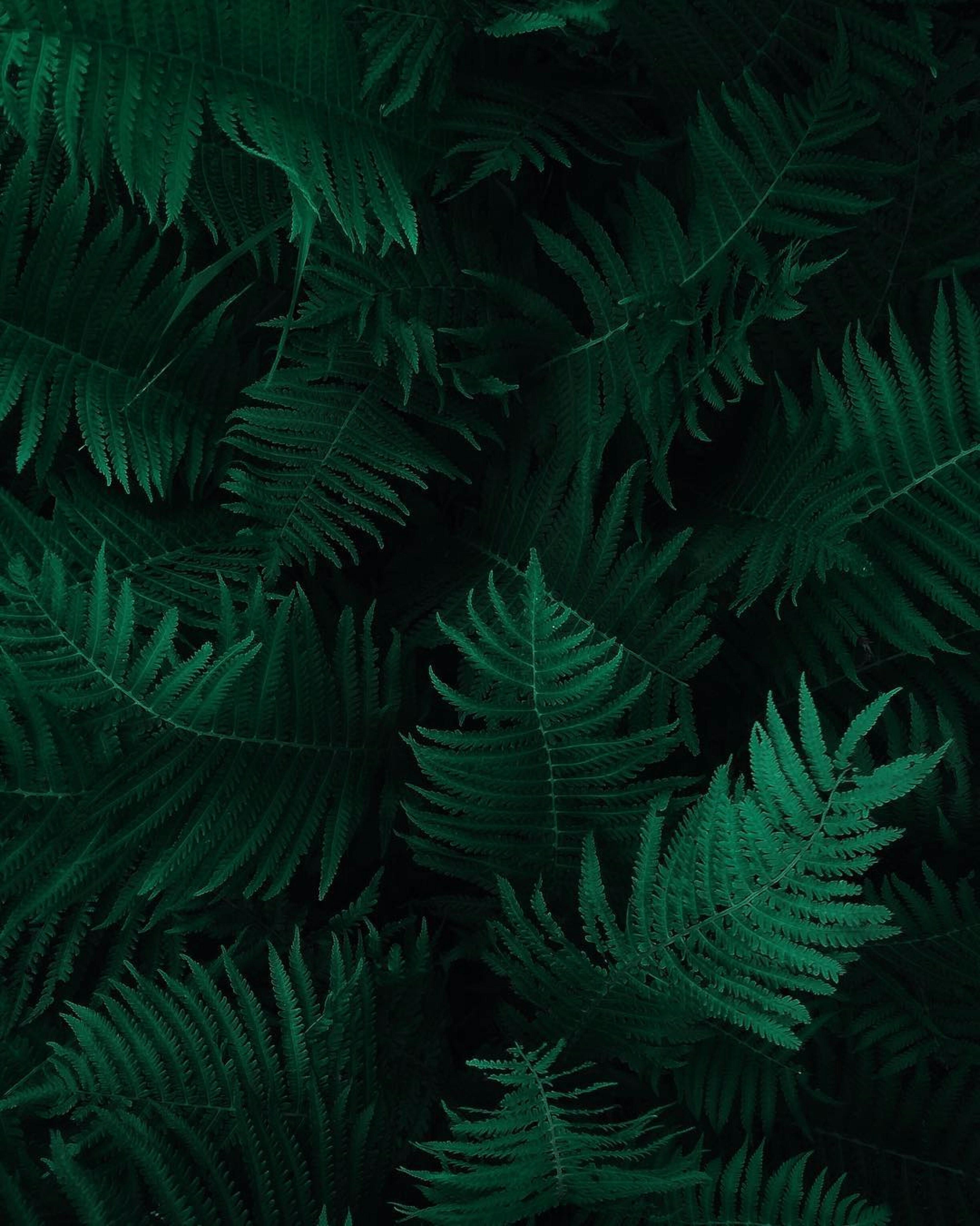 4000x5000 Dark Green Plants Photo, Download