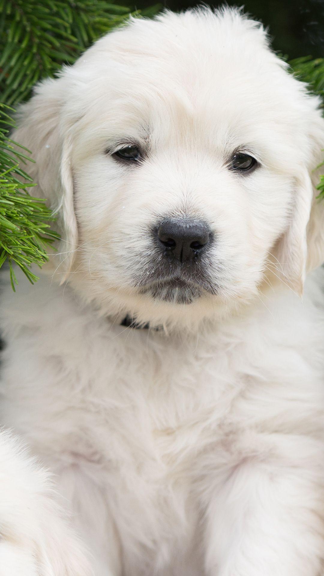 1080x1920 Cute White Puppy iPhone 6S Plus Wallpaper