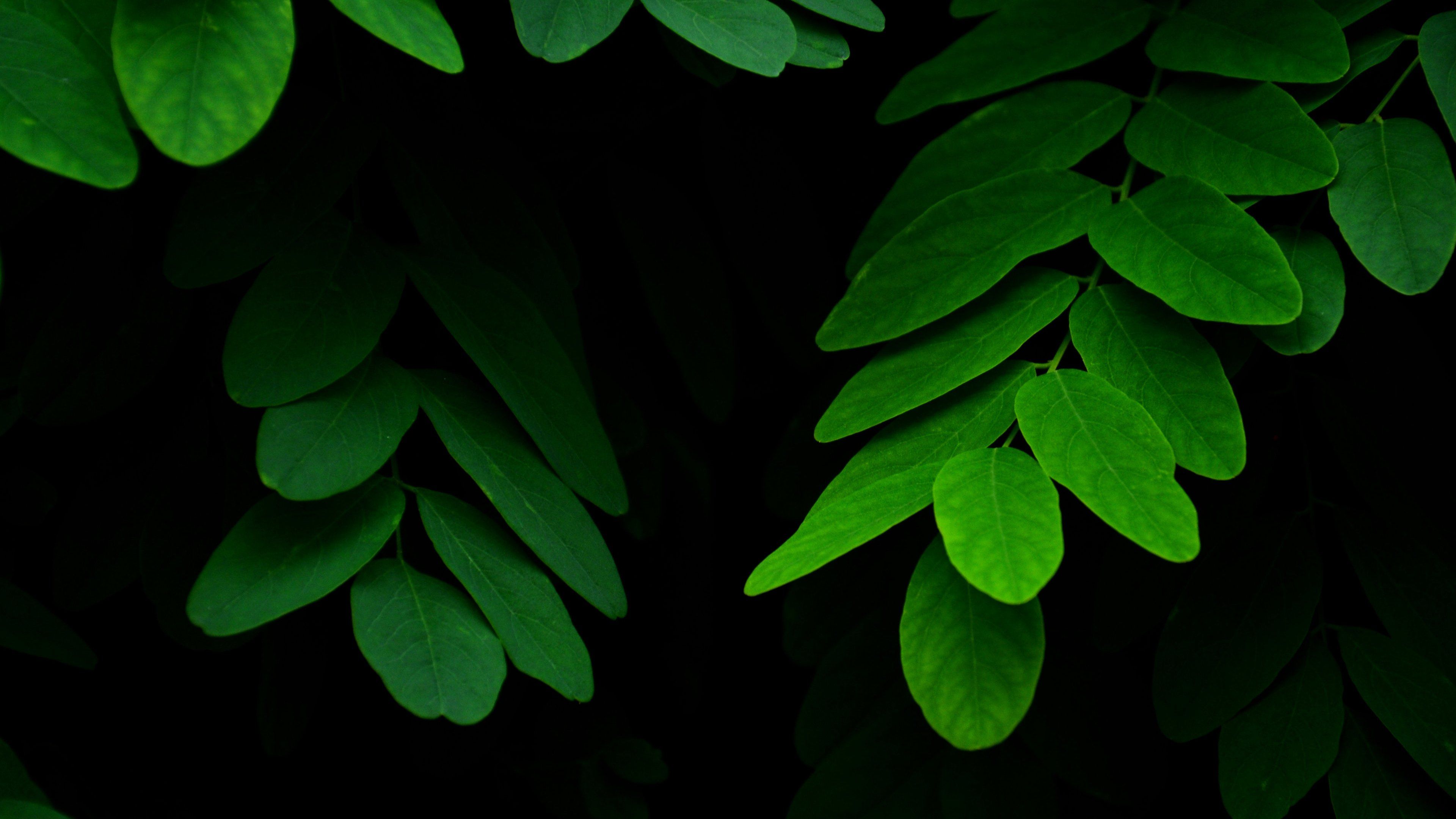 3840x2160 Vibrant Green Leaves