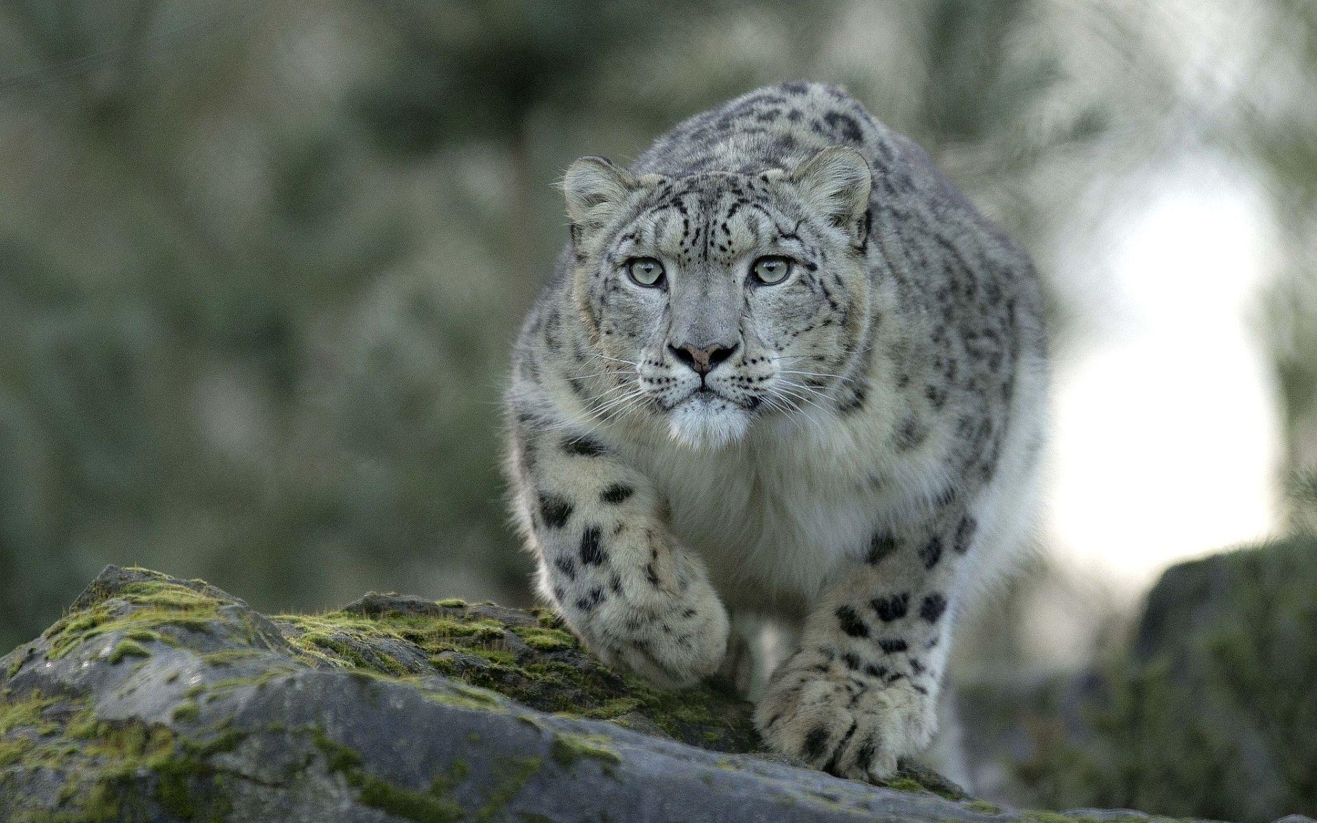 1920x1200 Snow leopard HD