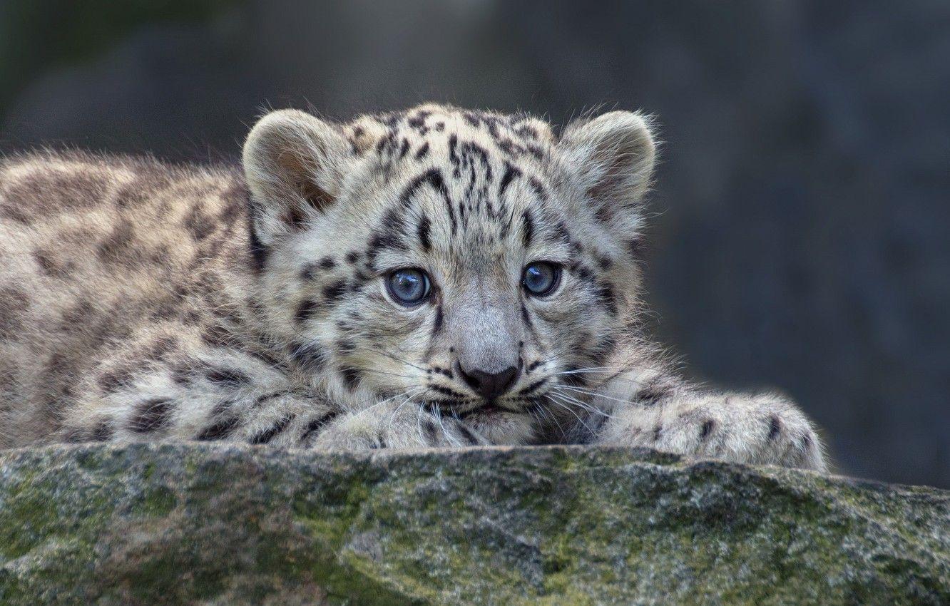 Baby Snow Leopard Wallpapers Top Free Baby Snow Leopard Backgrounds