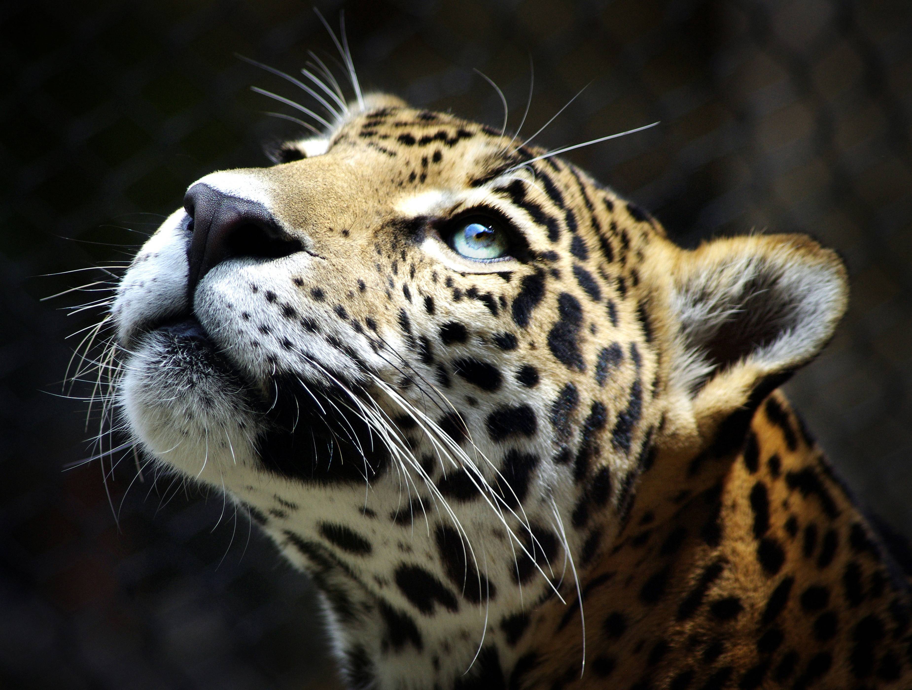 3700x2800 Desktop Image: Leopard Wallpaper, Leopard Wallpaper #FI49